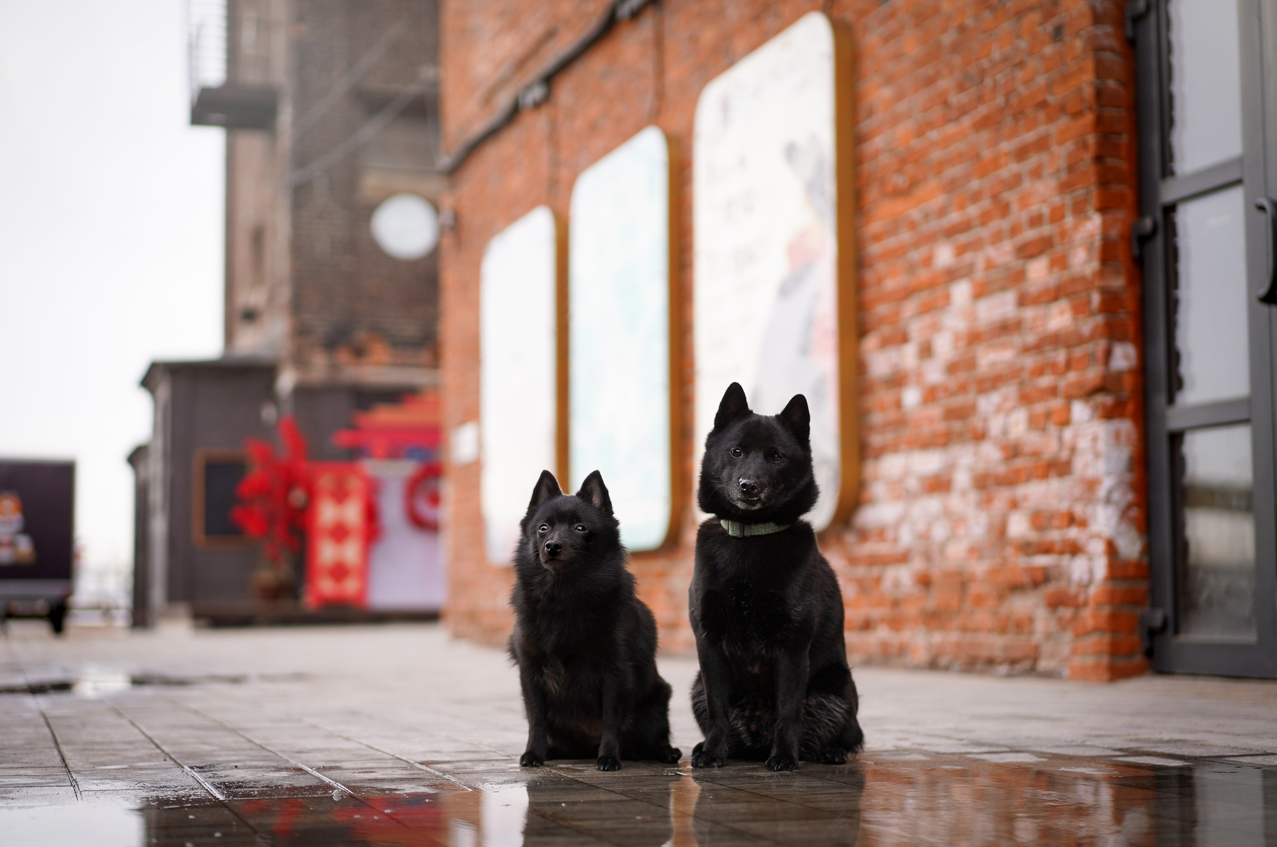 Аня Арчи и Мишель. Фотограф-анималист в Санкт-Петербурге Яна Мартынова