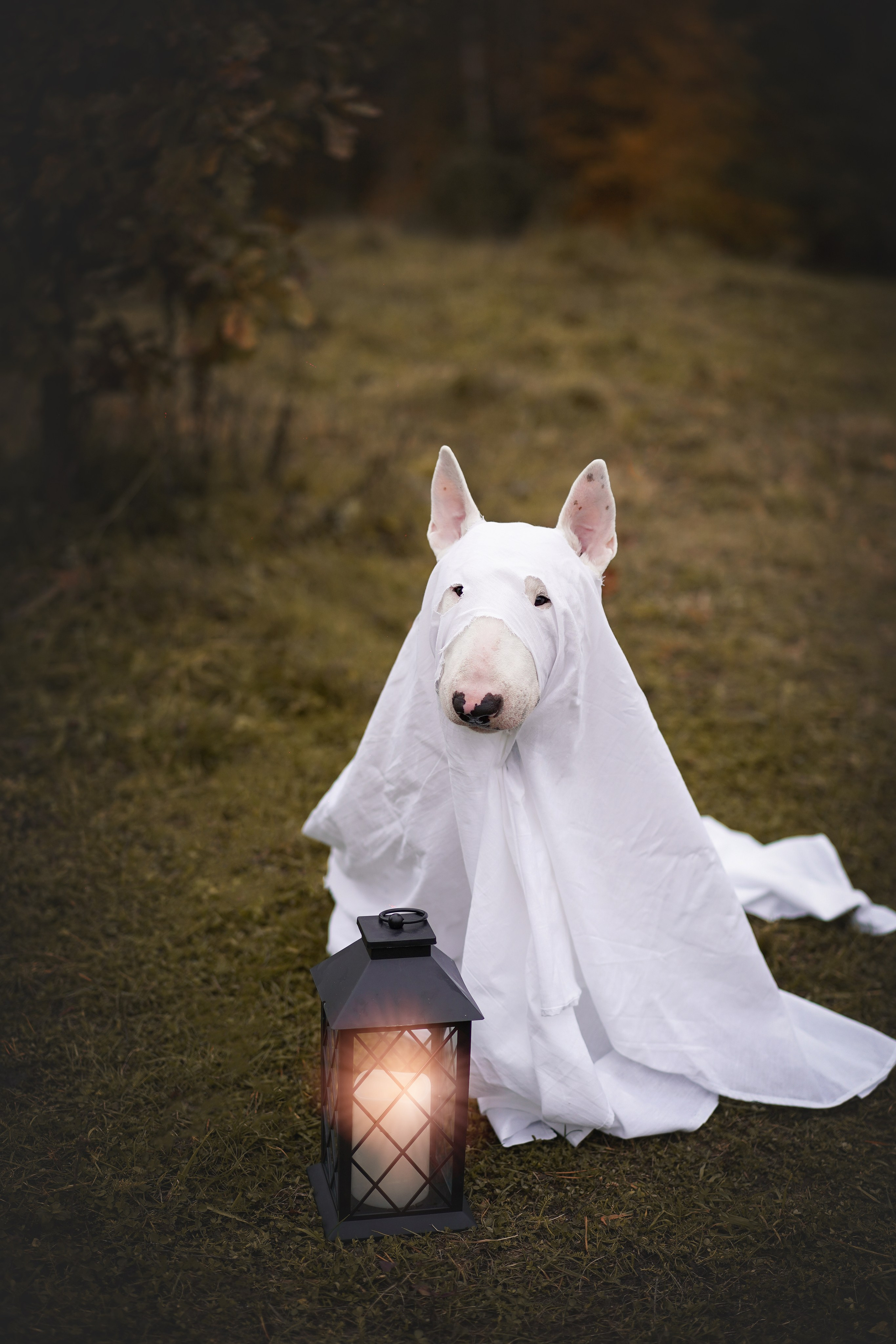 Настя Рома и Сахар Хелоуин. Фотограф-анималист в Санкт-Петербурге Яна Мартынова