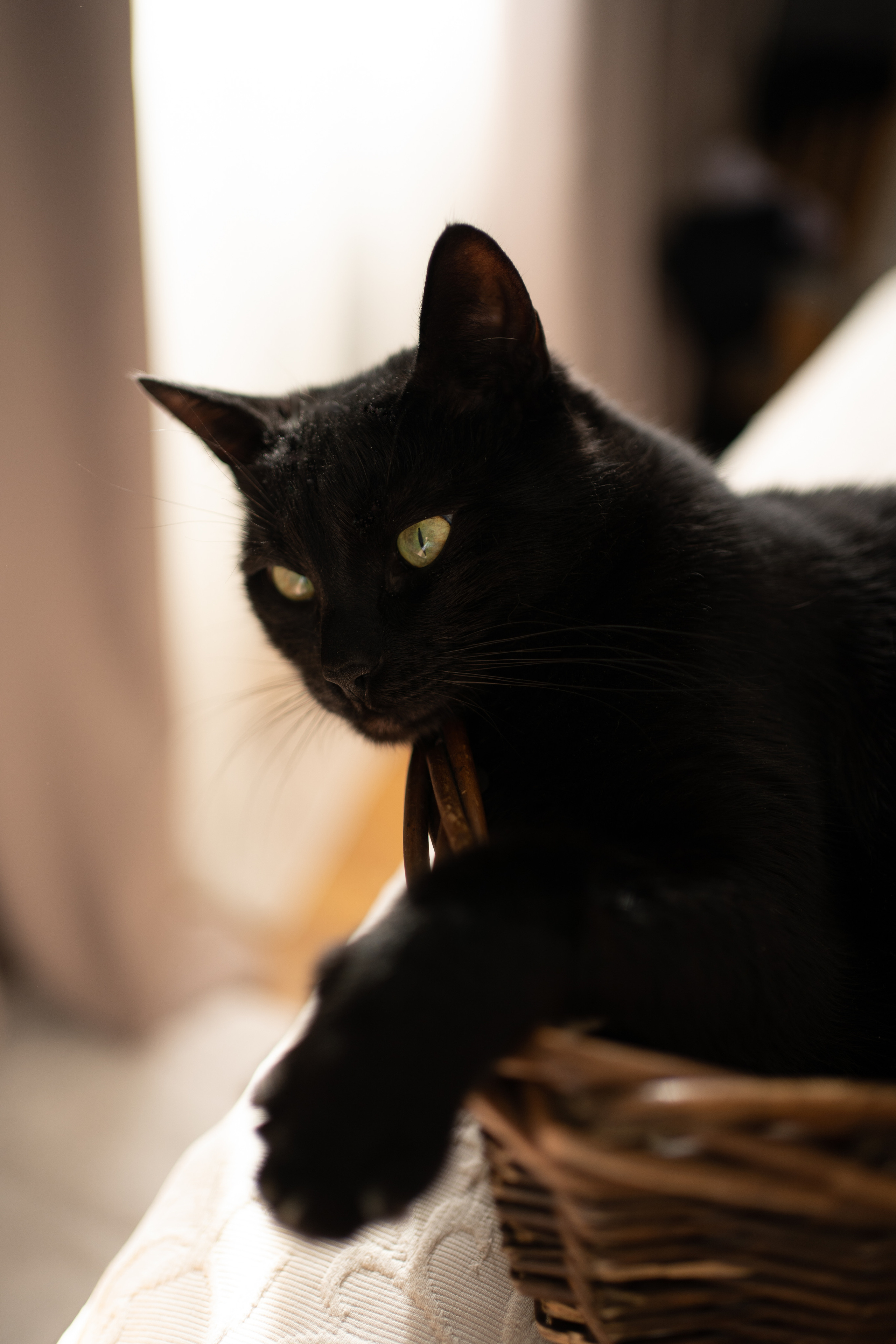 черный кот в контровом свете