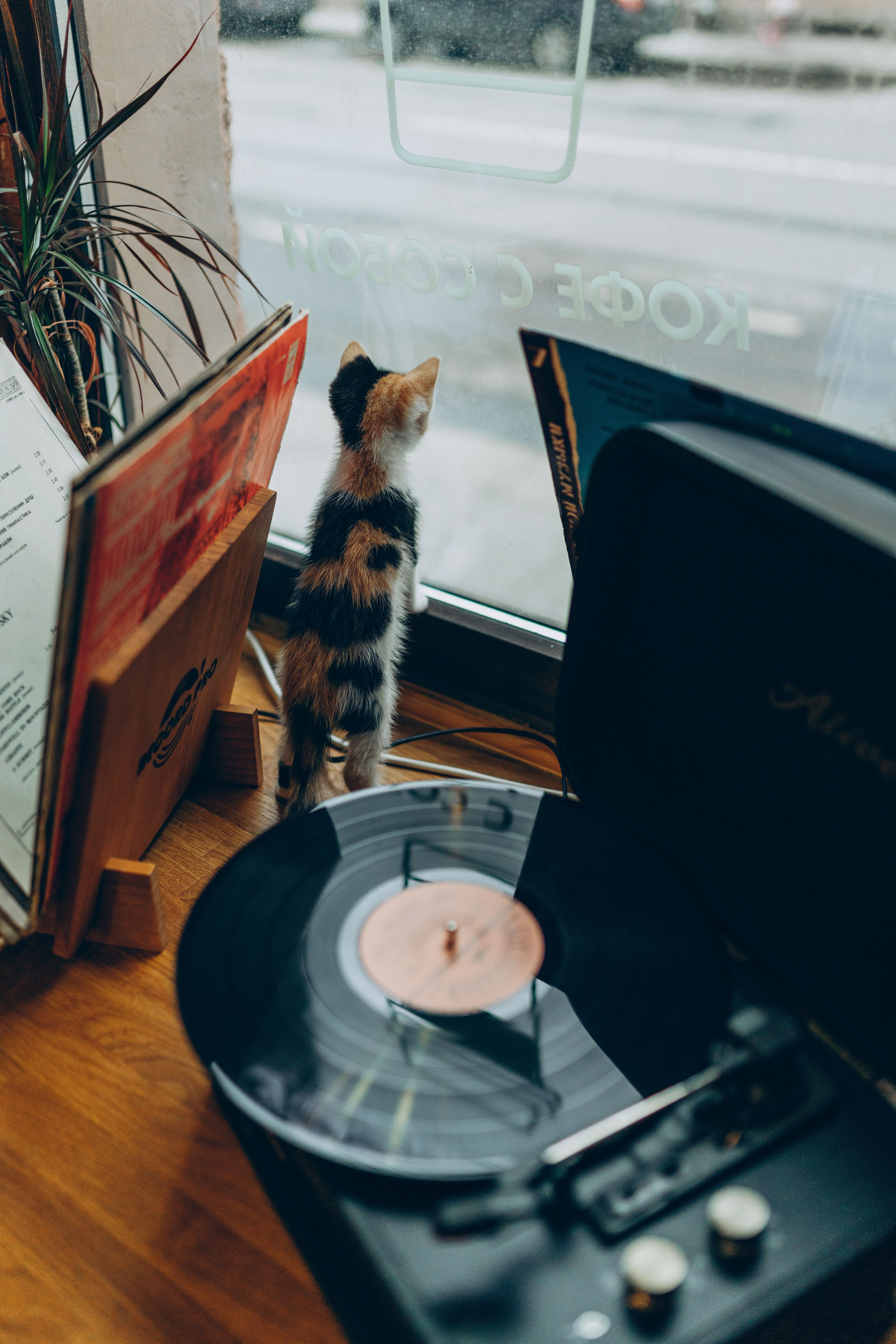 Соник. Фотограф анималист в Спб недорого Олеся Майорова