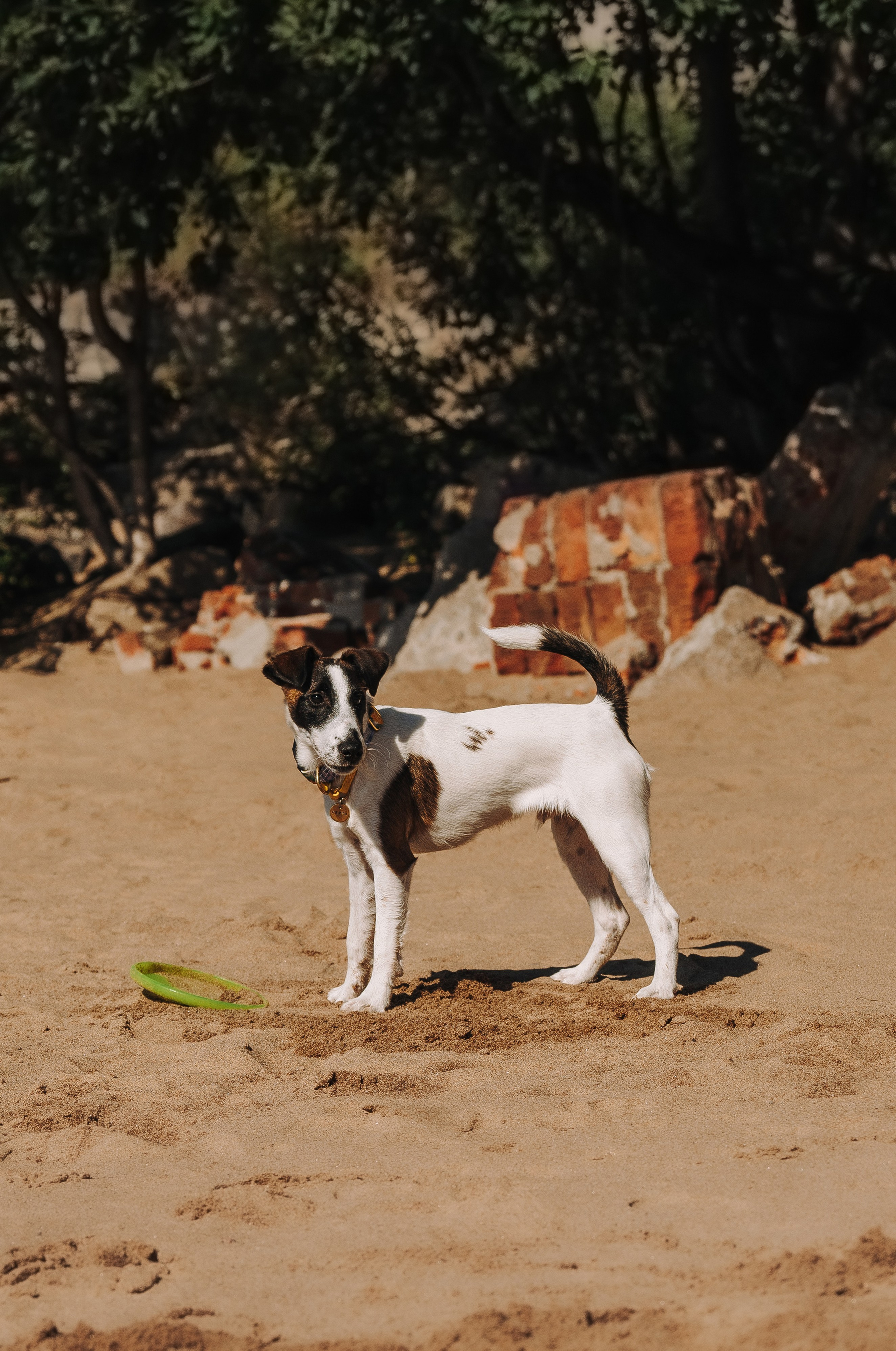 Ксения и Перри. Фотограф анималист в Спб недорого Олеся Майорова
