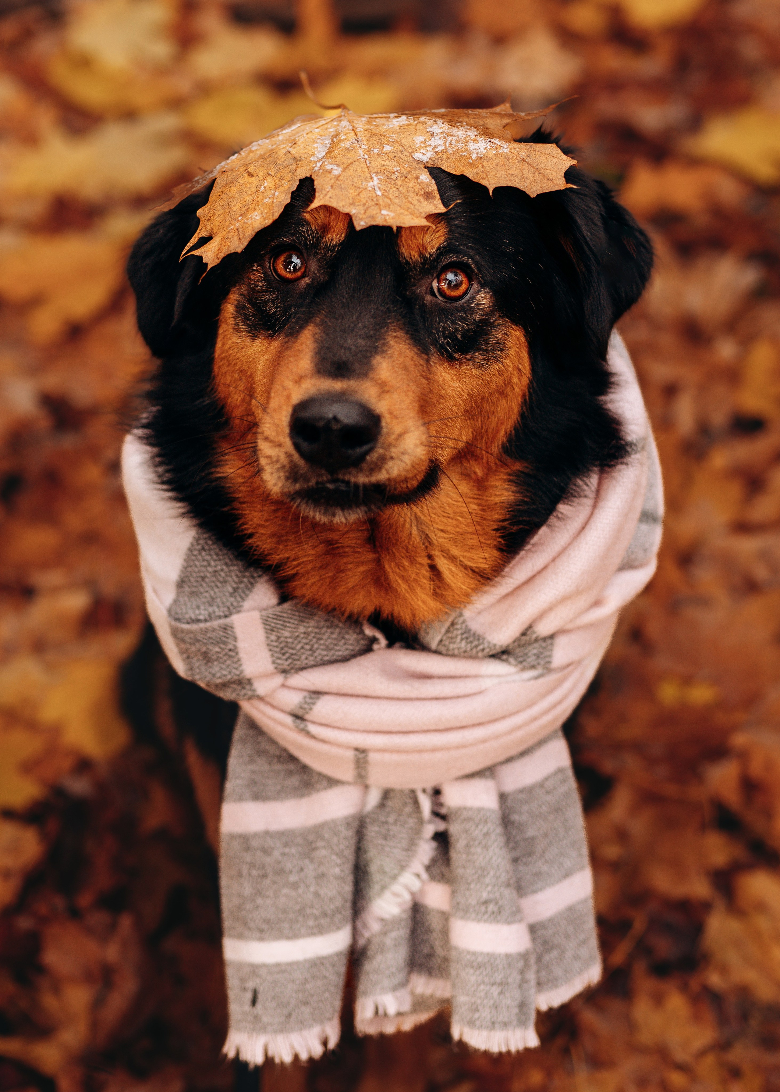 Глаша и Любовь. Фотограф анималист в Спб недорого Олеся Майорова