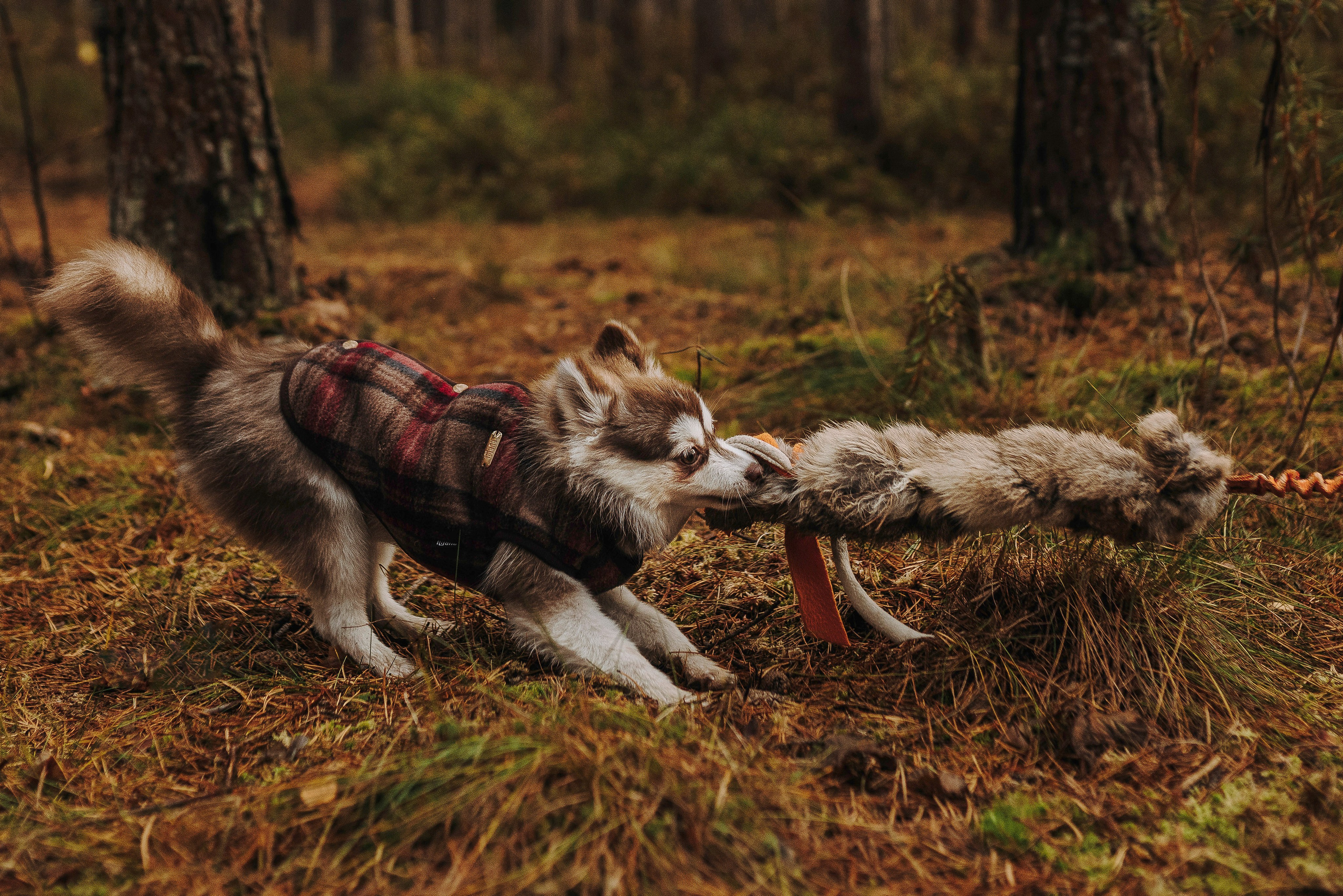 Катерина и Дрэка. Фотограф анималист в Спб недорого Олеся Майорова