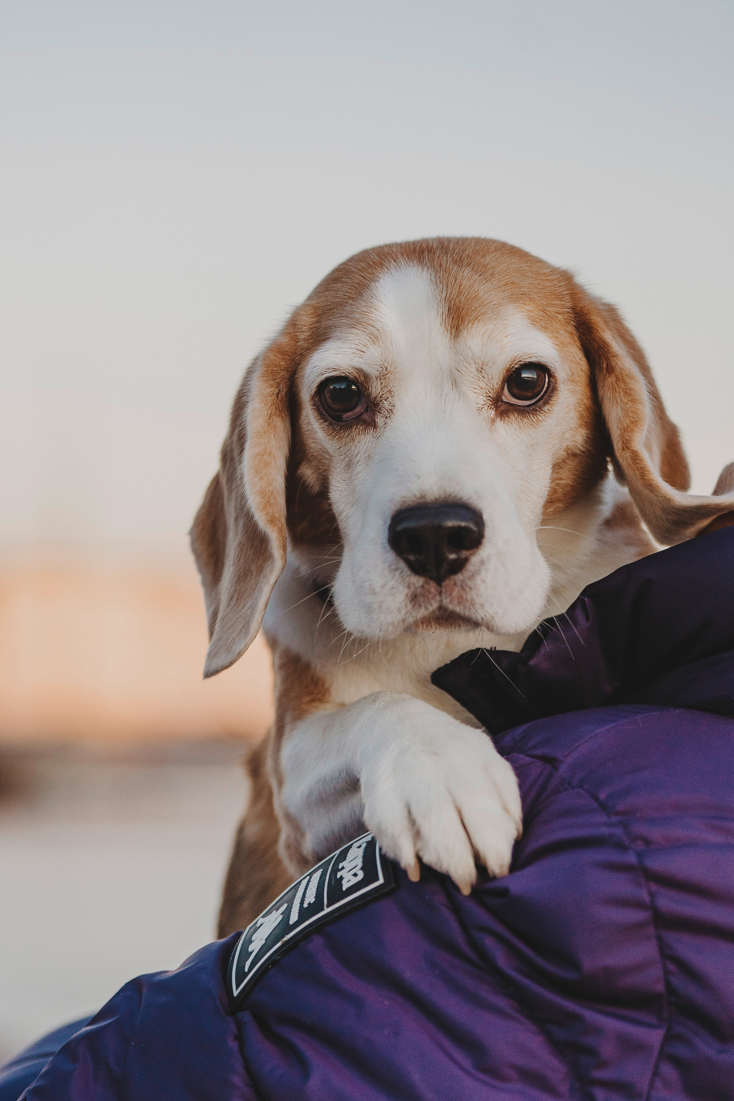 Ксения и Гаечка. Фотограф анималист в Спб недорого Олеся Майорова