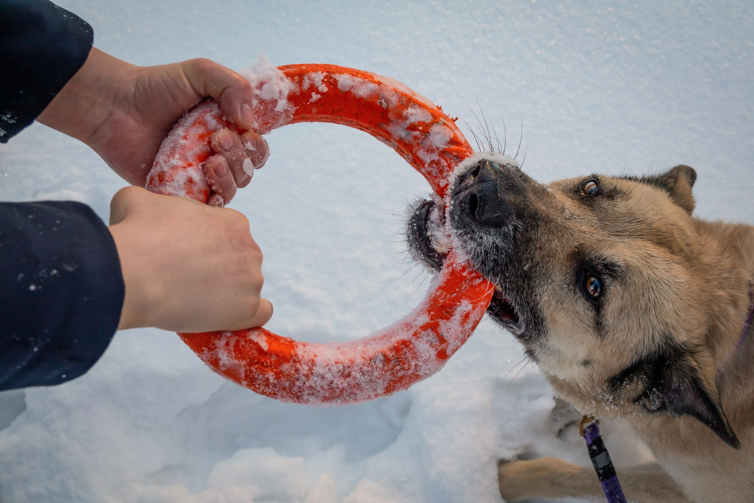 Джек ищет своего человека. Фотограф-анималист в Москве Юлия Лайхо