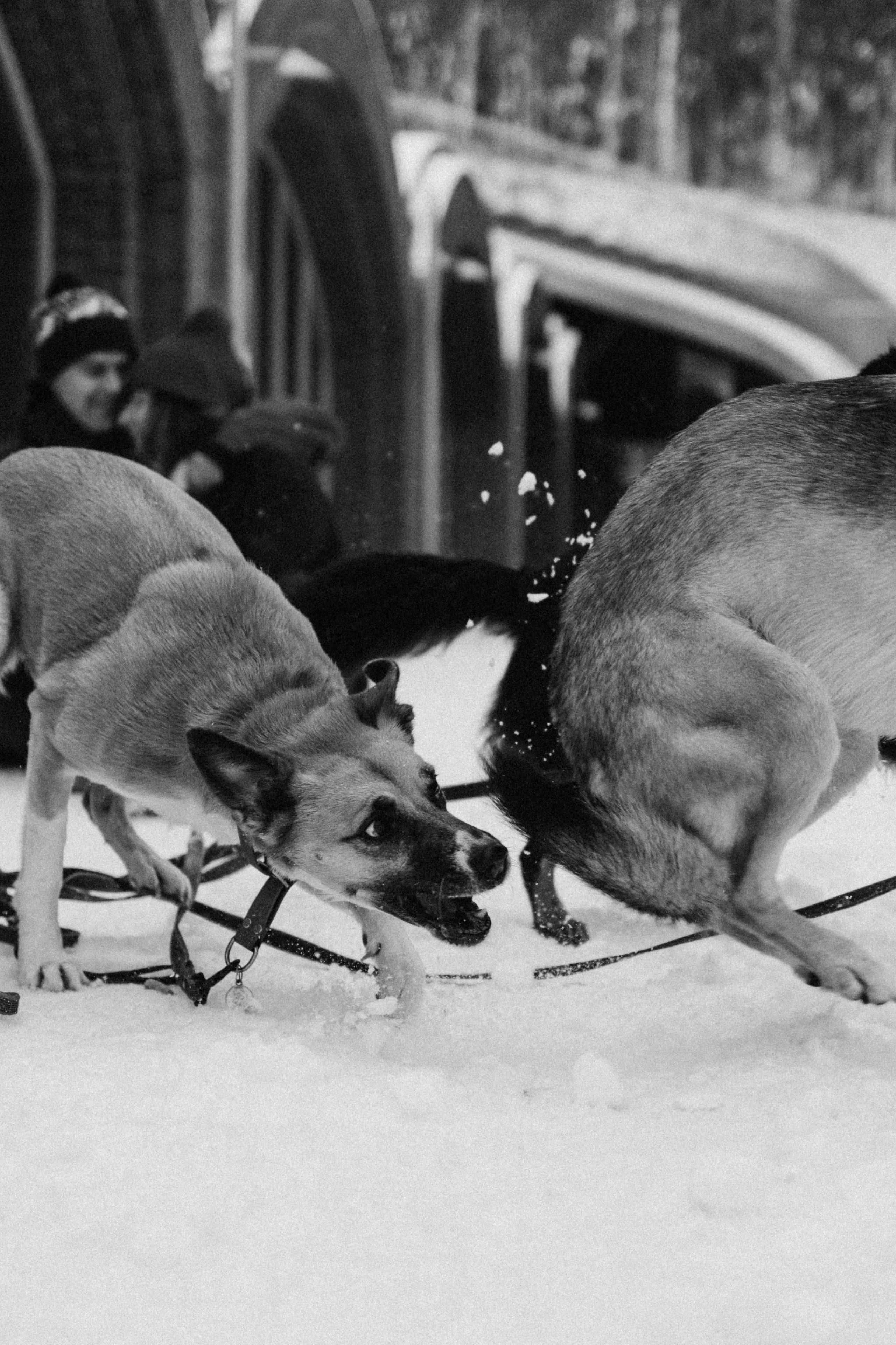 Саша, Ксюша и их банда. Фотораф — анималист Мария Шистка