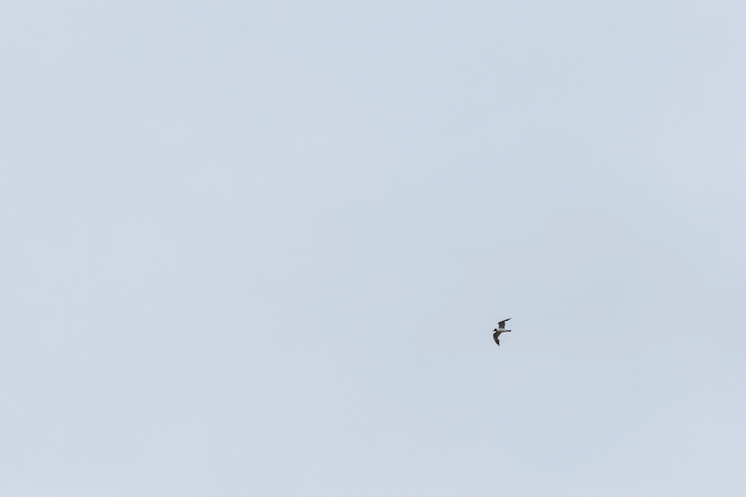 Алексей & Анна. Репортажный фотограф Александр Задорин, Минск, Беларусь