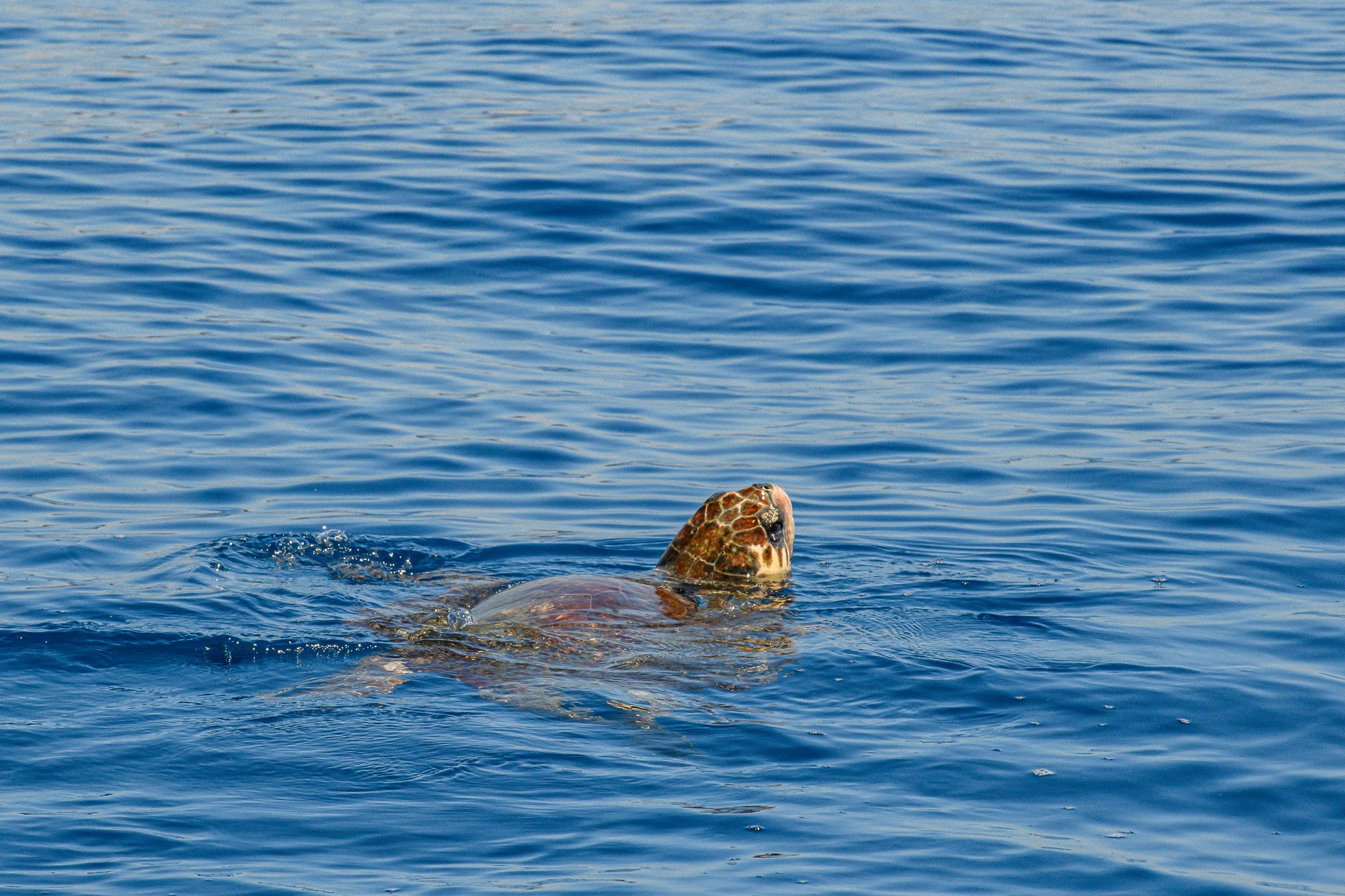 Пейзажи фотографа Андрея Кривошеина. Профессиональная фотосъемка. Ростов-на-Дону