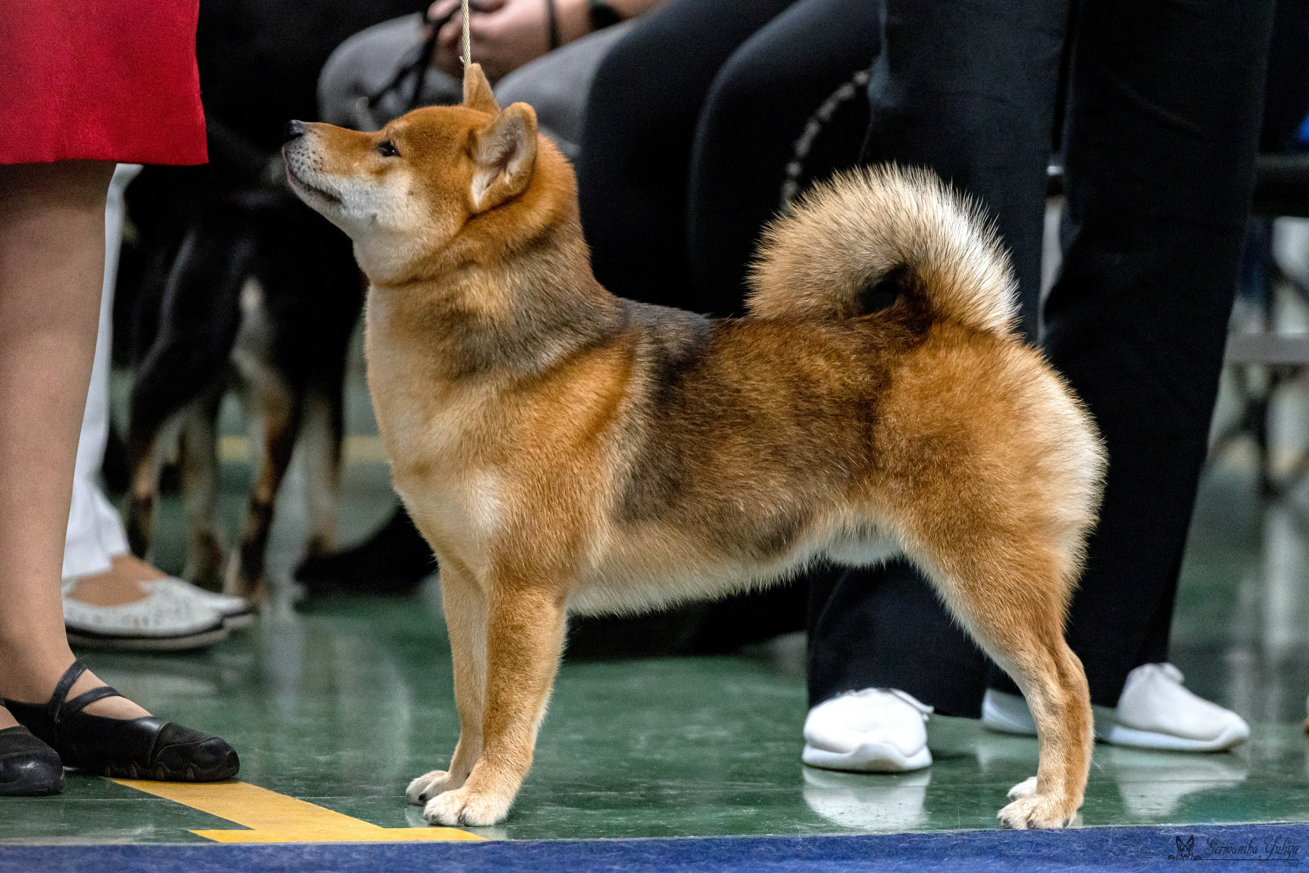 Сфера 29.10,Крокус 4.11,Сфера 12.11.2023. Фотограф-анималист Юлия Германика