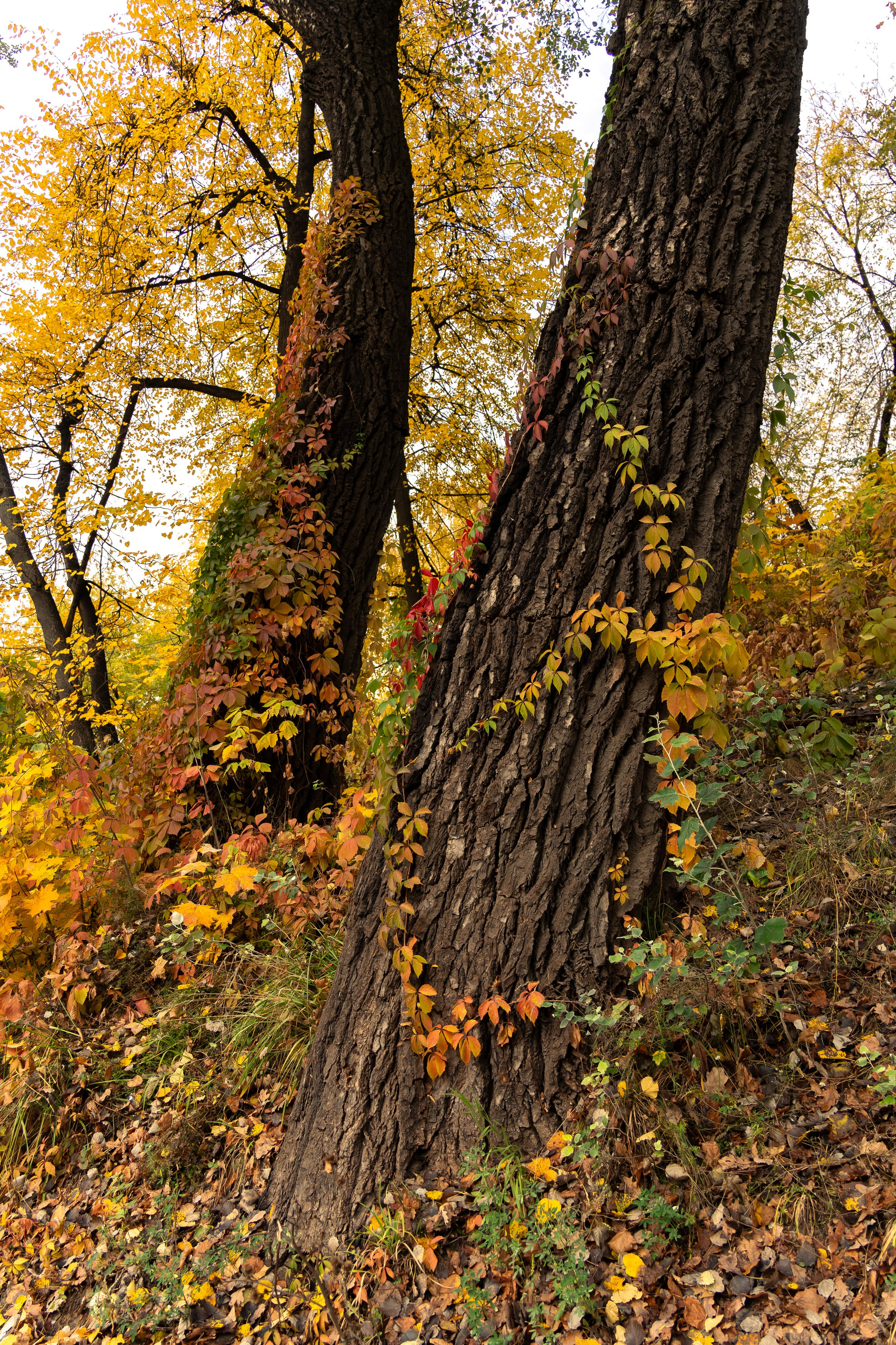 20251011 Нескучный сад. Дмитрий Ремизов. Фотография, как хобби