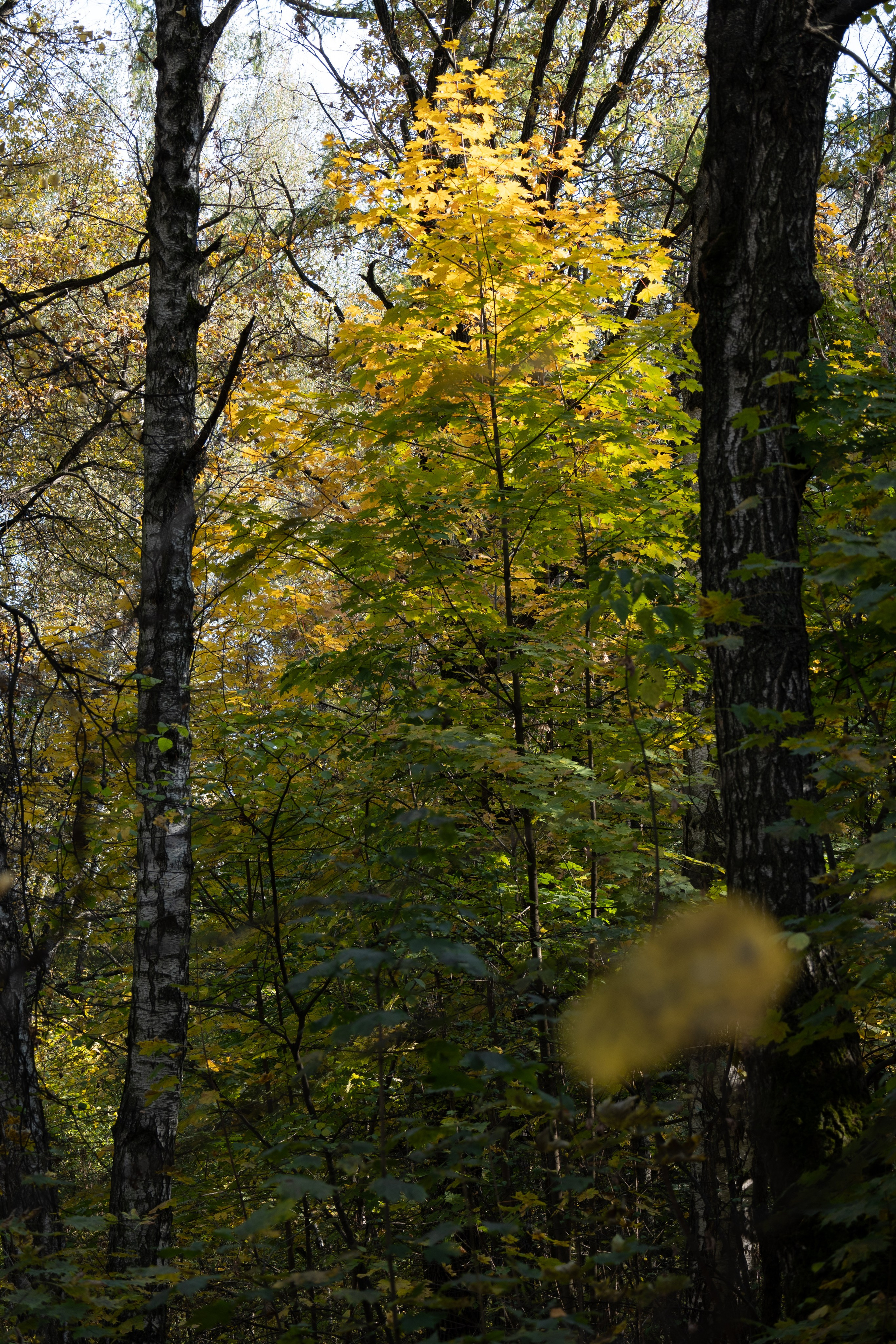 20241012 Измайлово. Дмитрий Ремизов. Фотография, как хобби