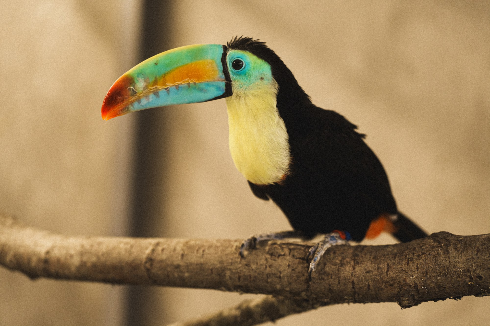Карельский зоопарк. Zekons. Фото, видео, нейросети