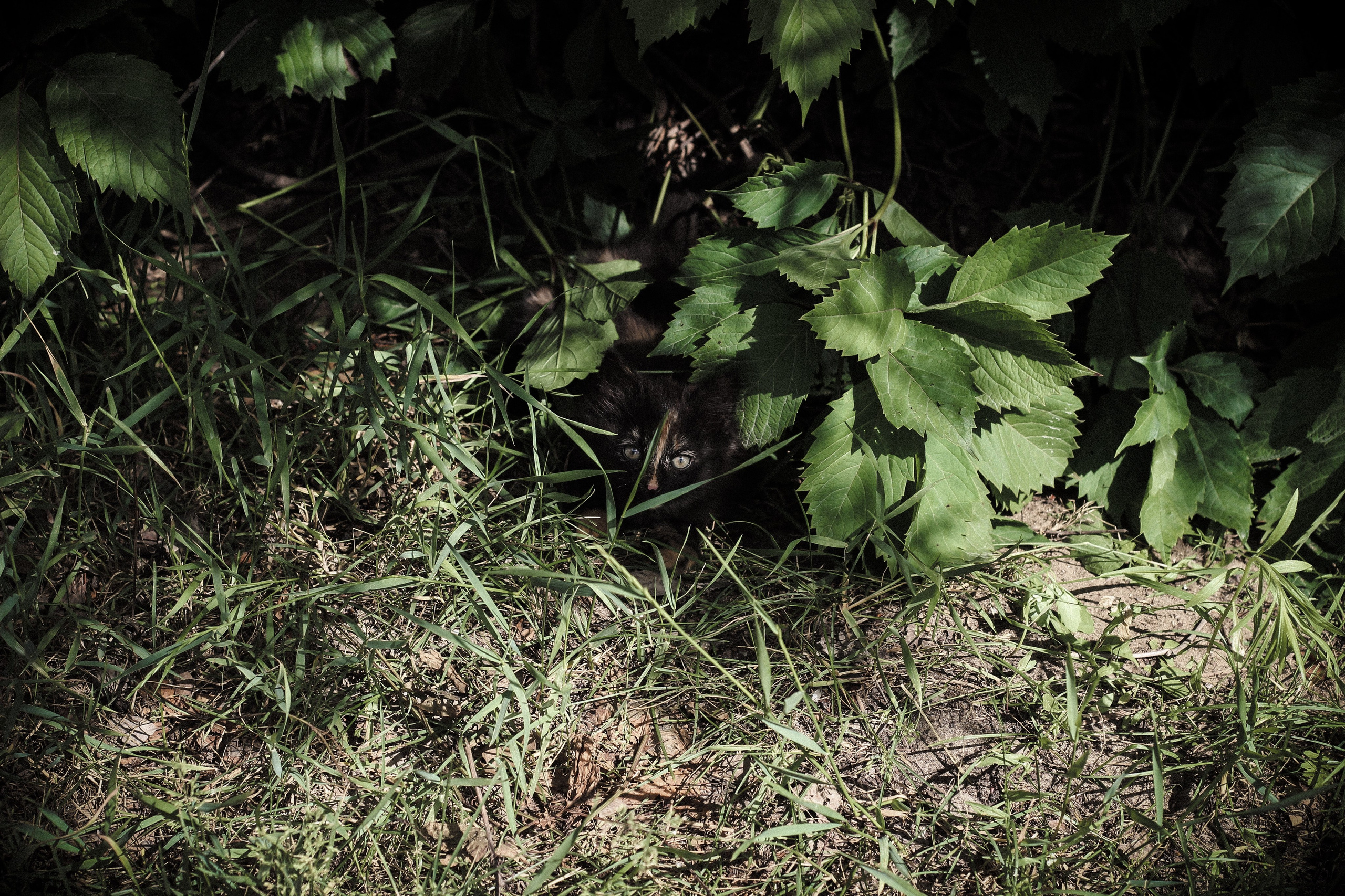 Природа. Polyframe