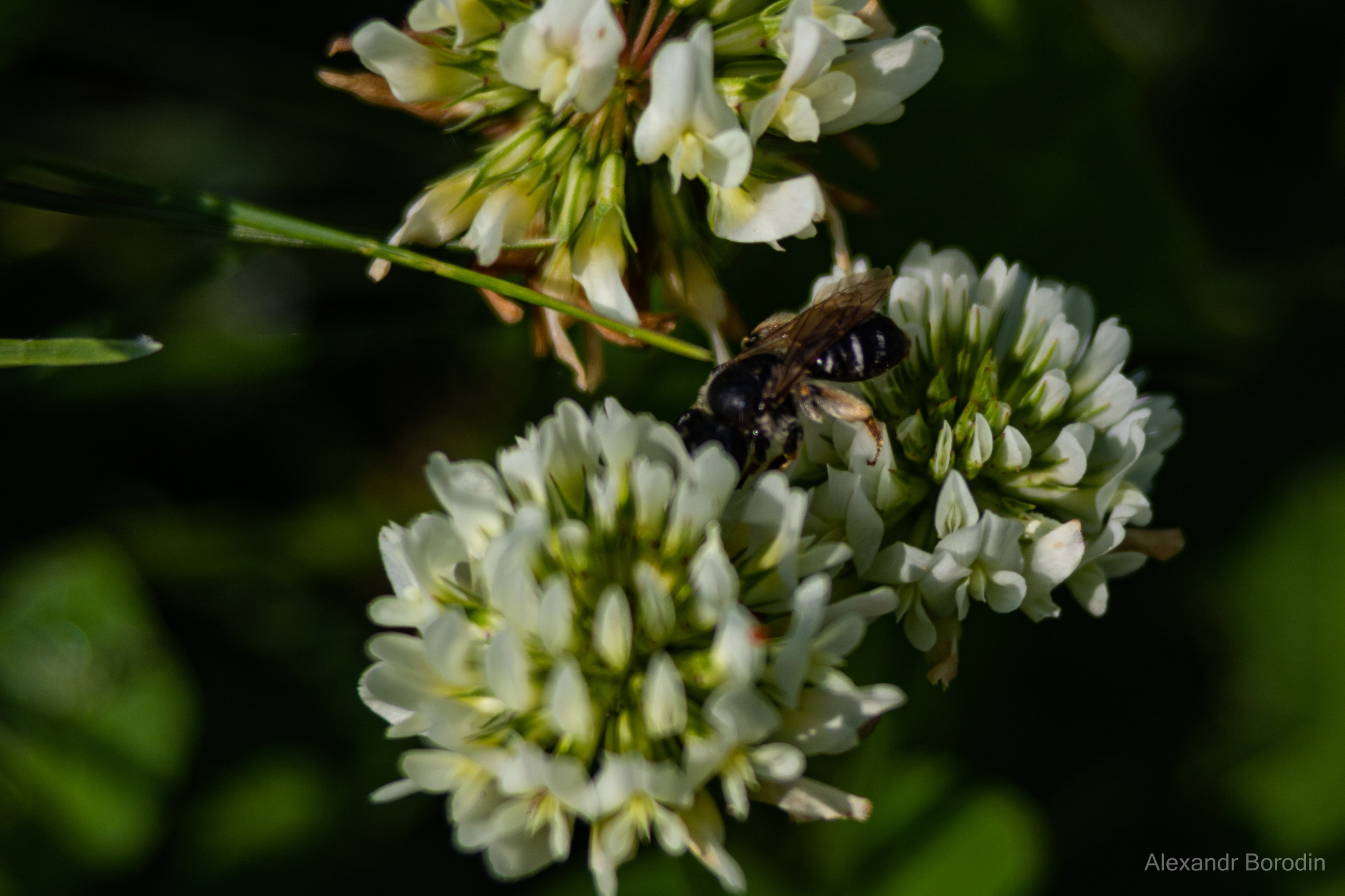 Макро. Профессиональный фотограф Александр Бородин