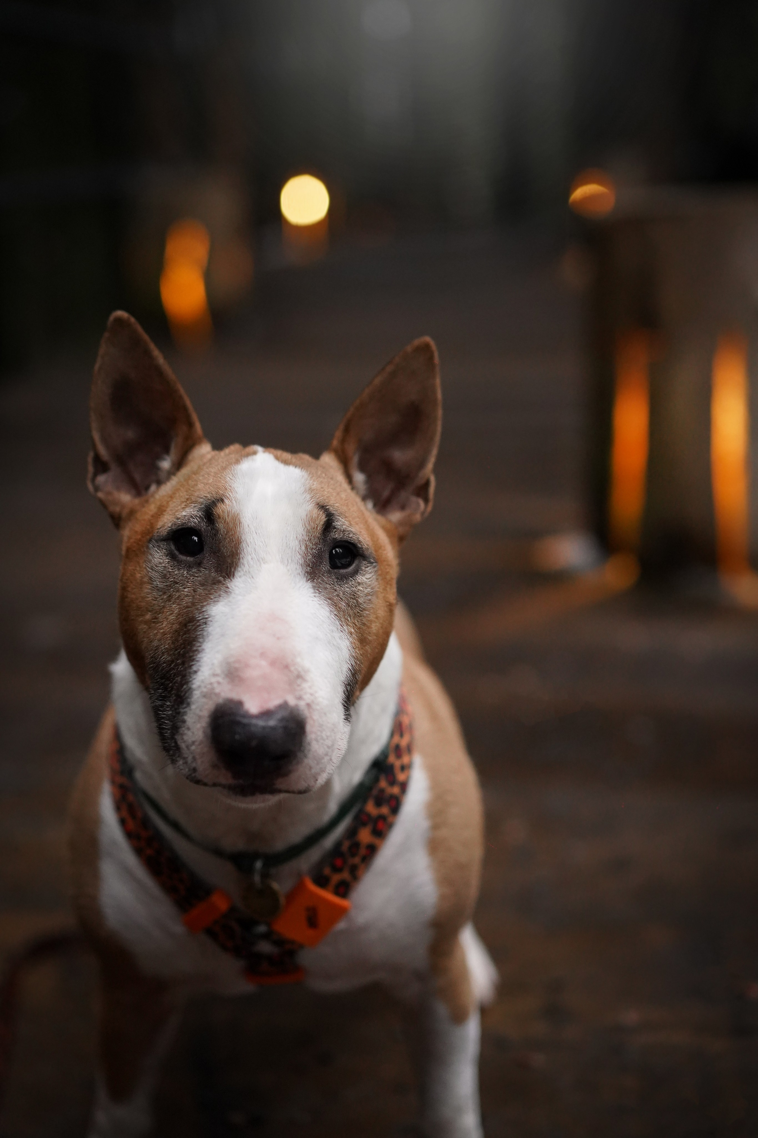 Юни на горе Паасо. Фотограф-анималист в Санкт-Петербурге Яна Мартынова