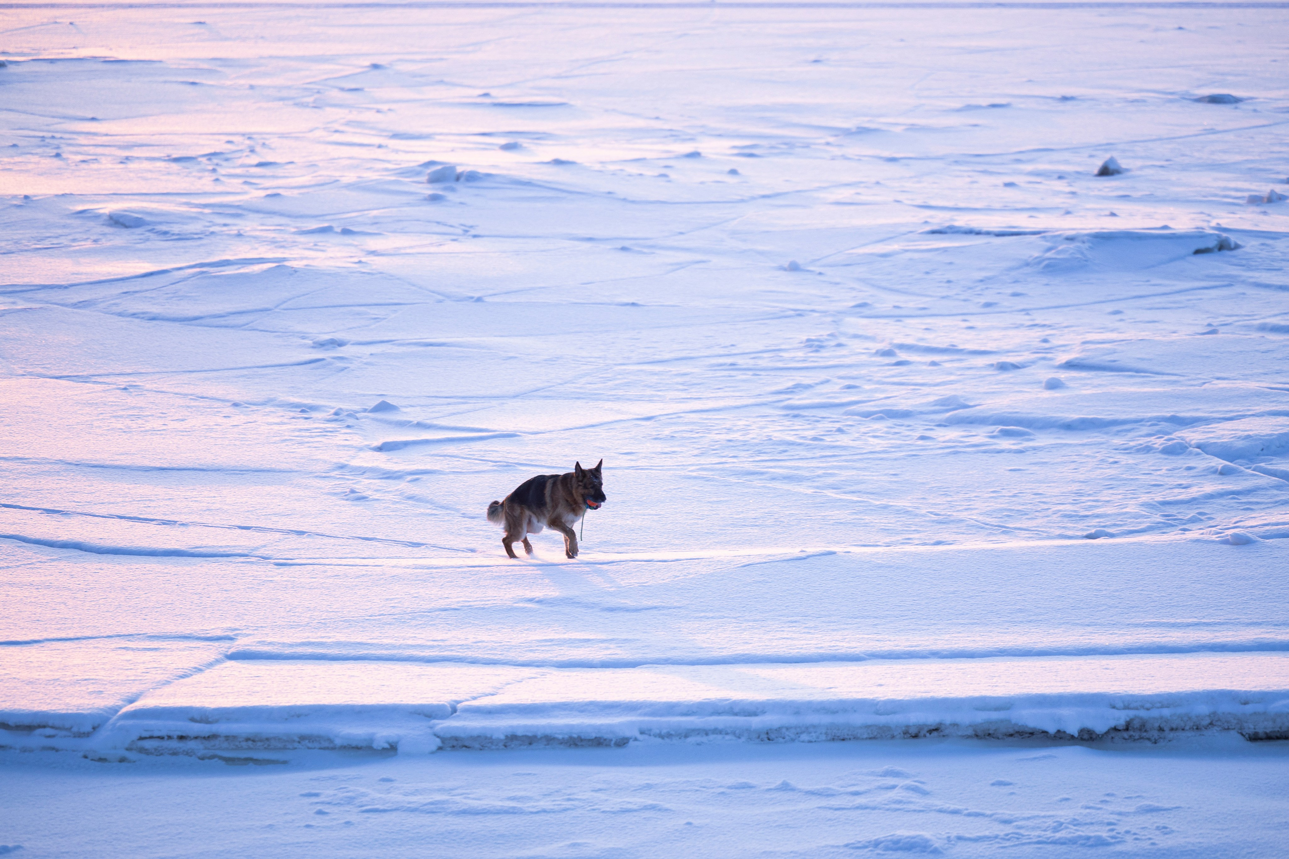 Рейн. Фотограф-анималист Анна Маринич