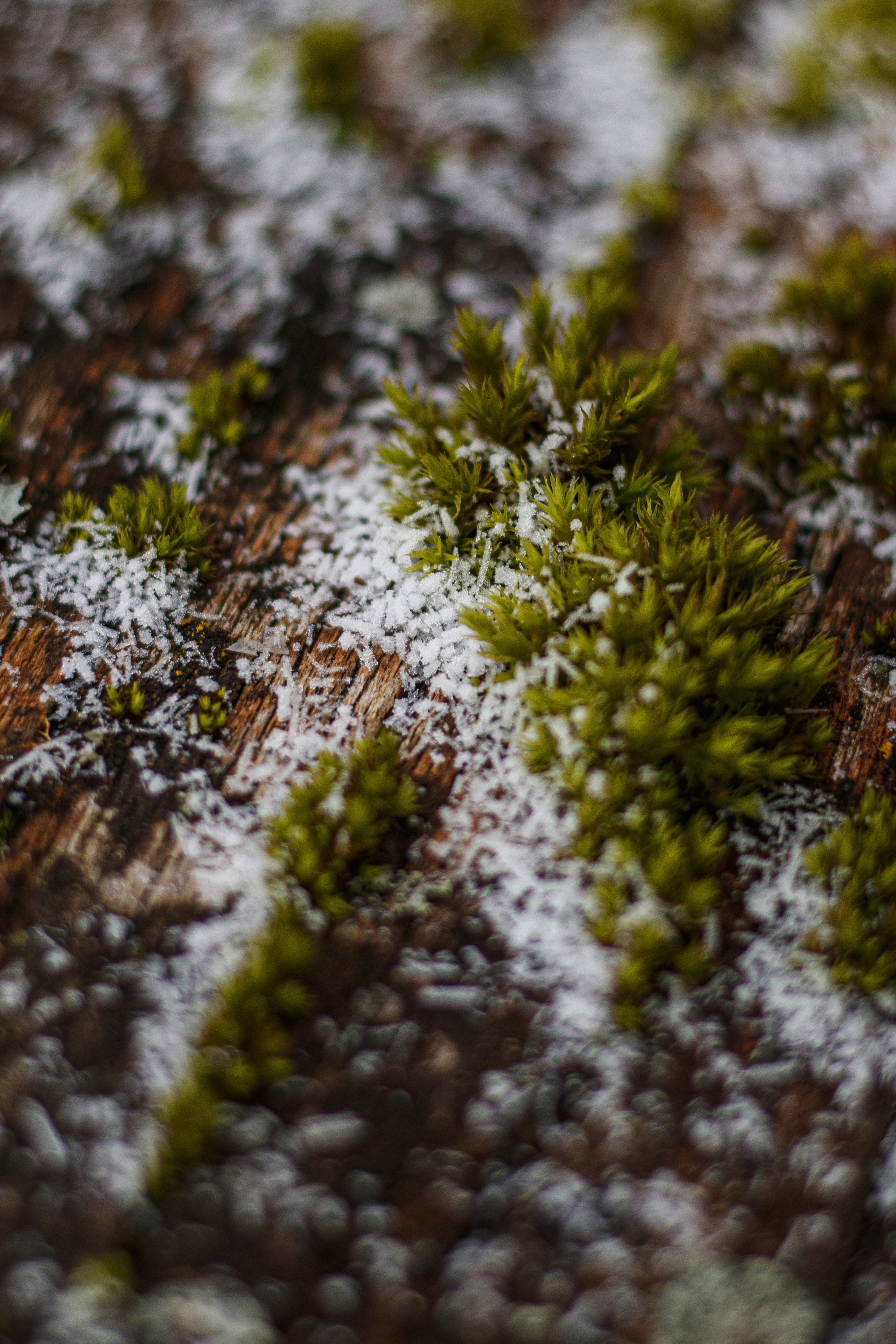 十一月的花园 – 秋日氛围与金色光影摄影