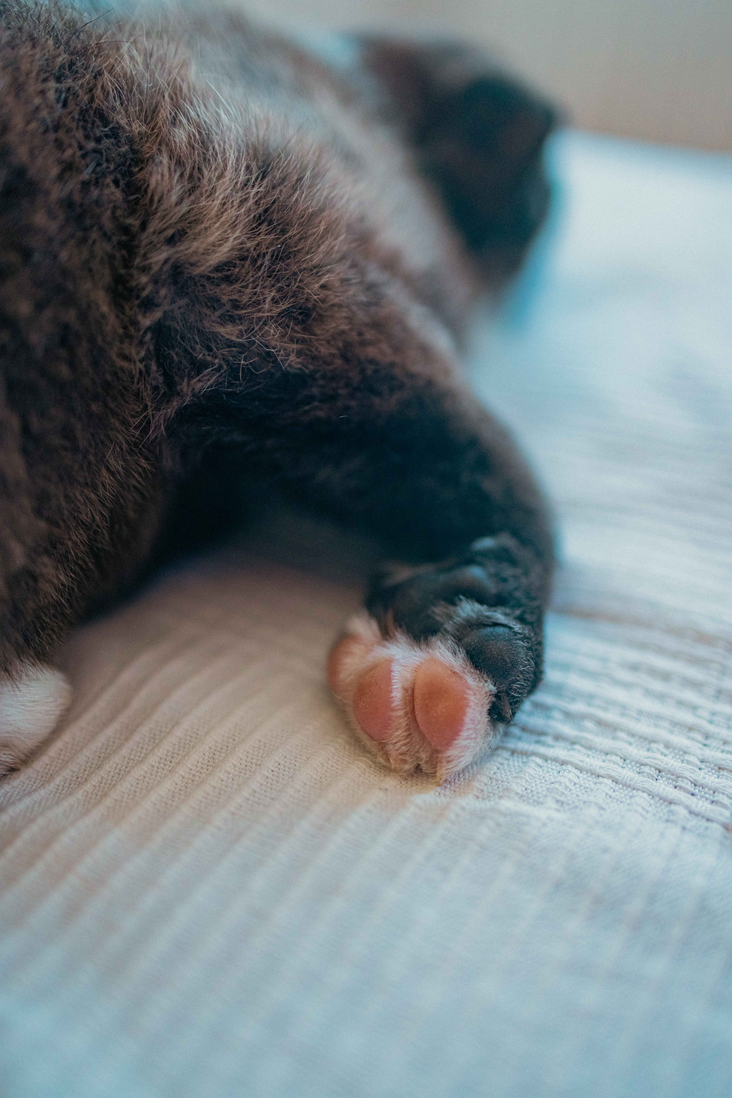 Гайка. Фотограф-анималист в Москве Лера Черноног