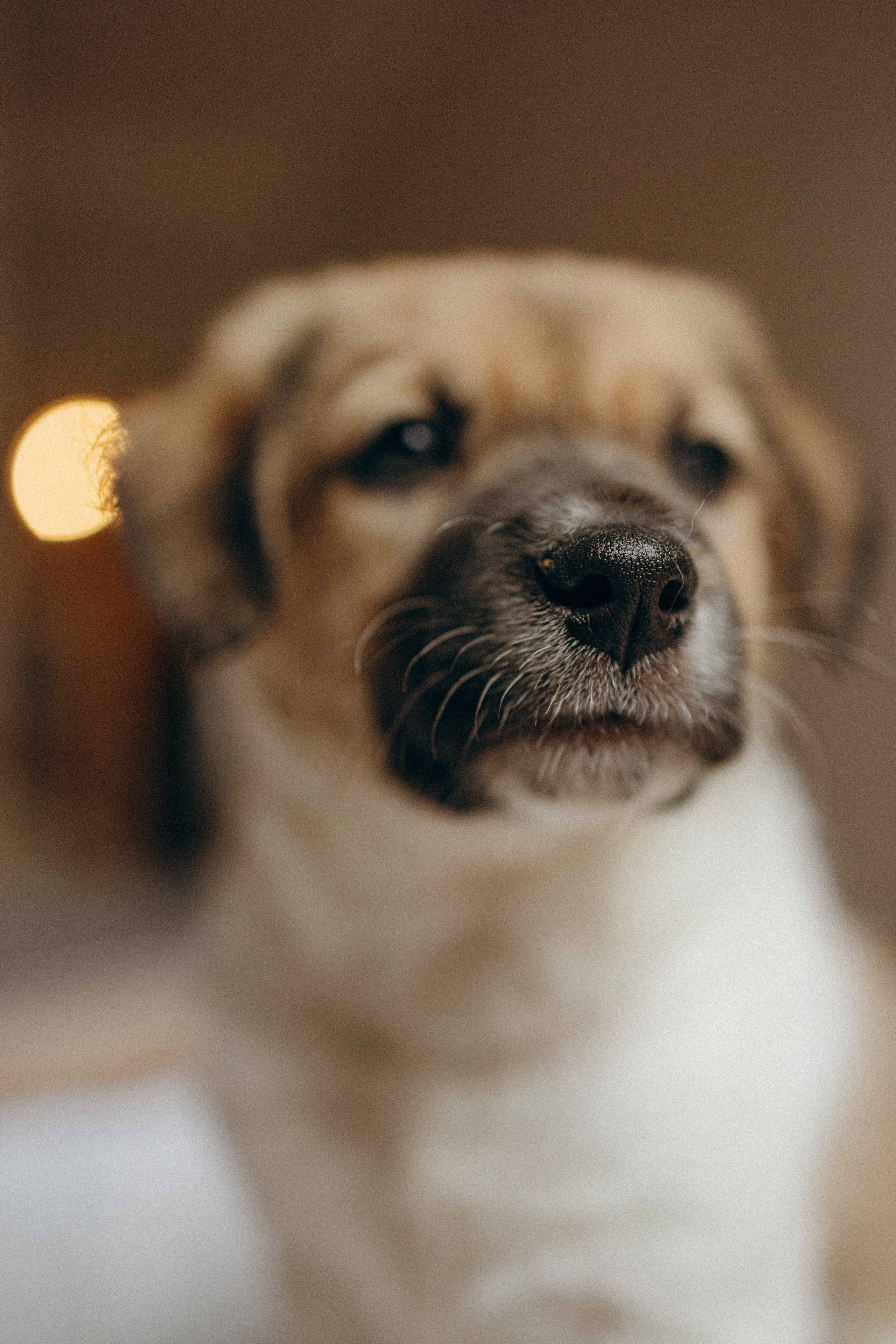 Щеночки. Фотограф-анималист в Москве Лера Черноног