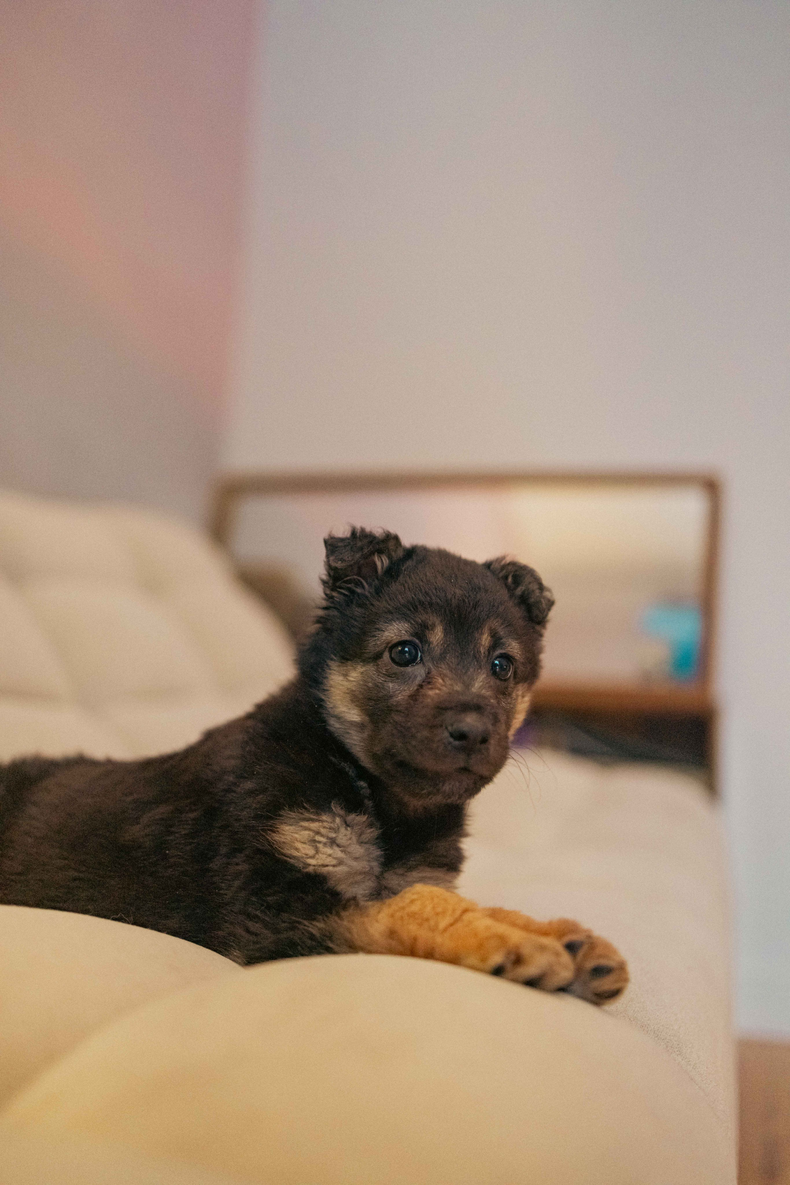 Пеппа. Фотограф-анималист в Москве Лера Черноног