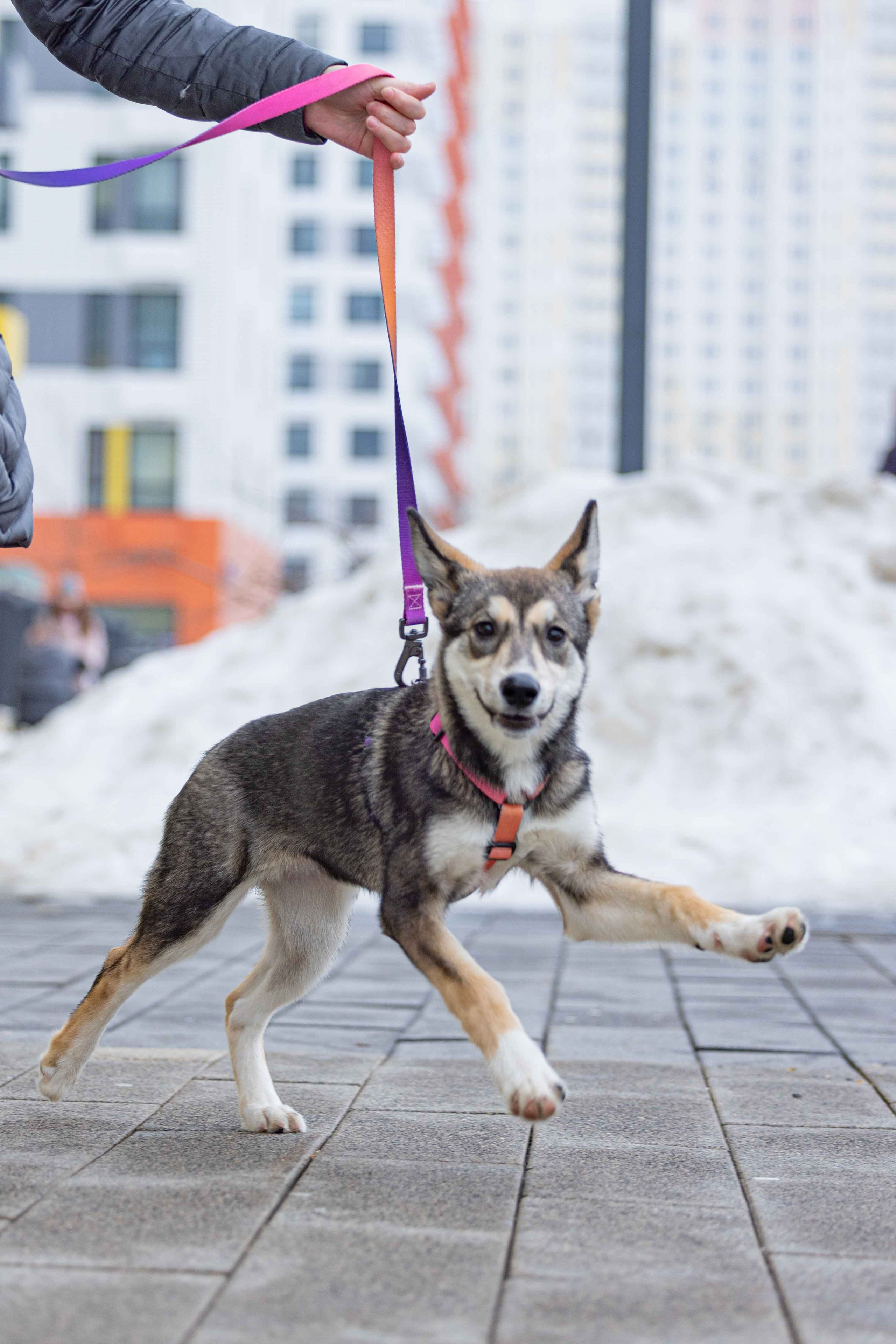 Шами. Фотограф-анималист в Москве Лера Черноног