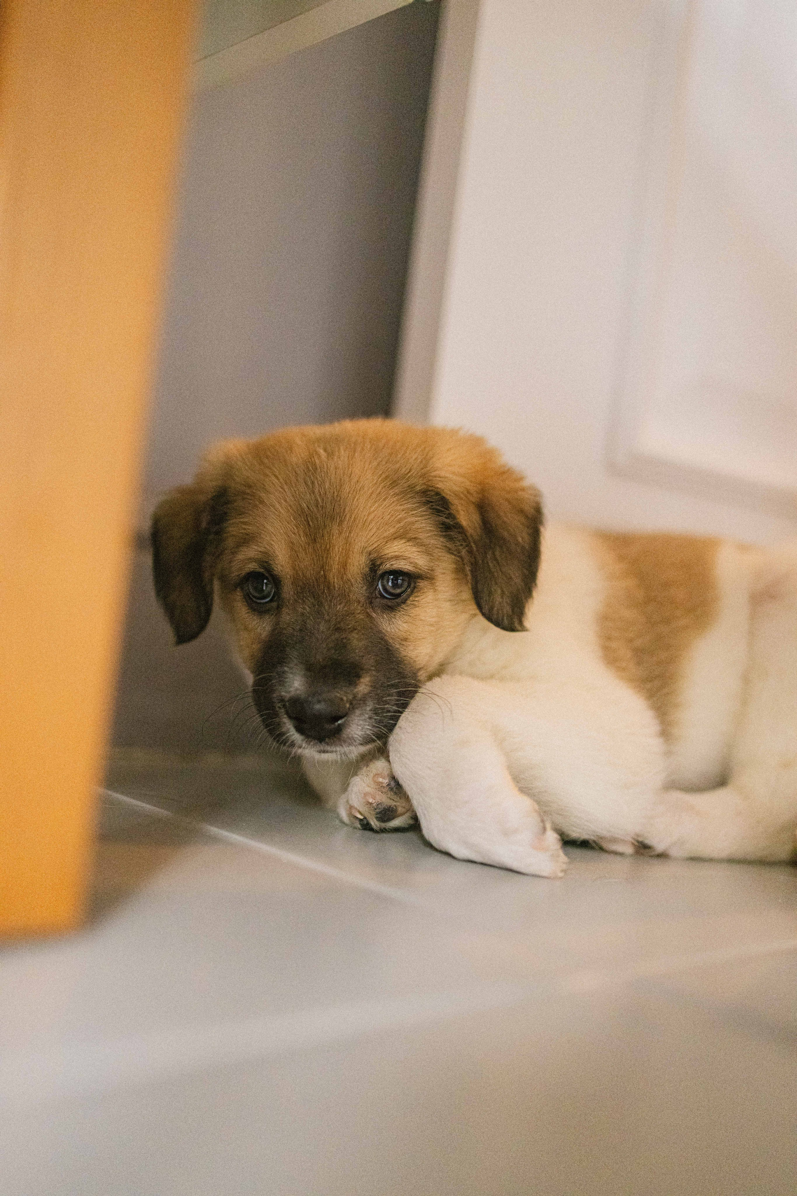 Щеночки. Фотограф-анималист в Москве Лера Черноног