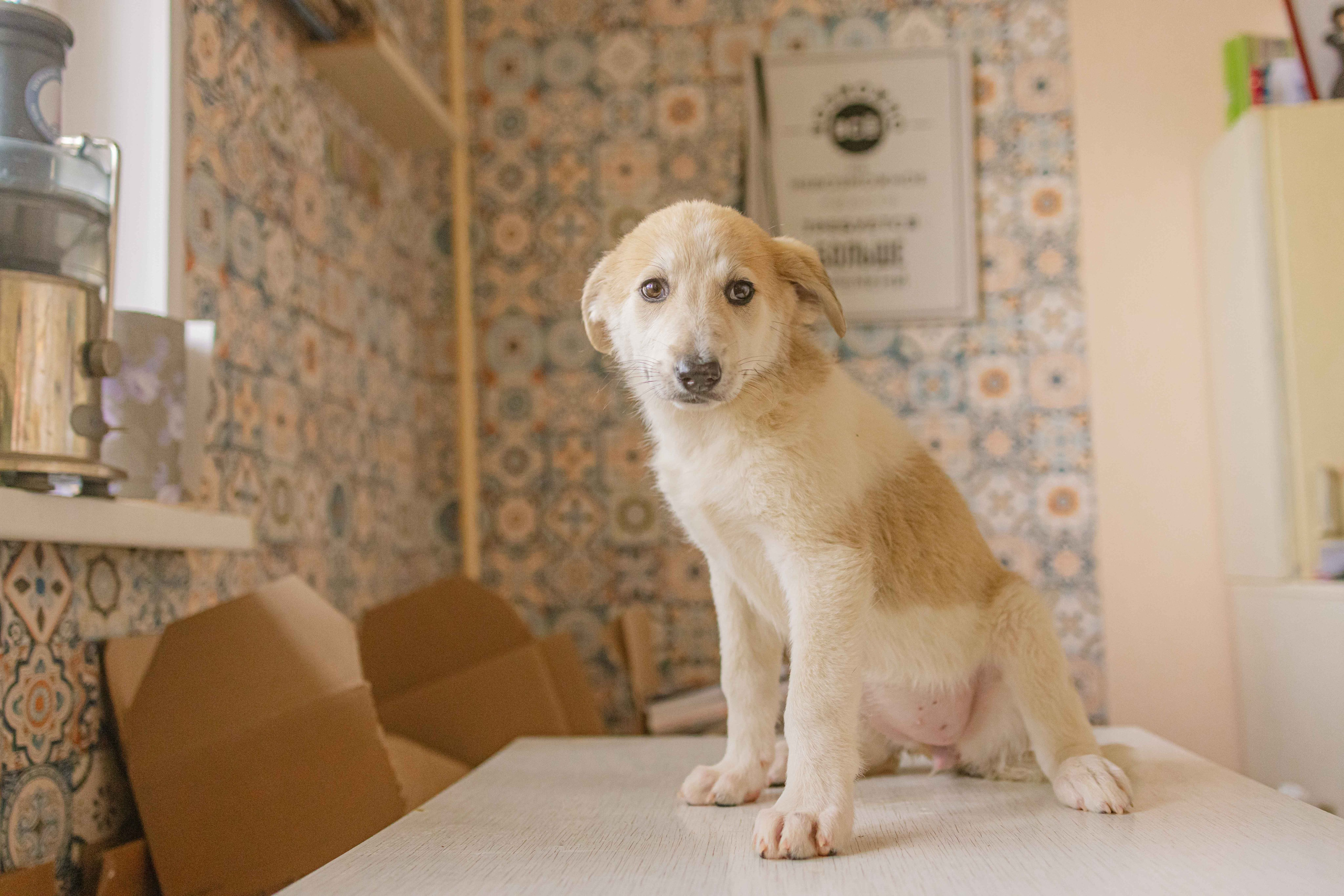 Щеночки на кухне. Фотограф-анималист в Москве Лера Черноног