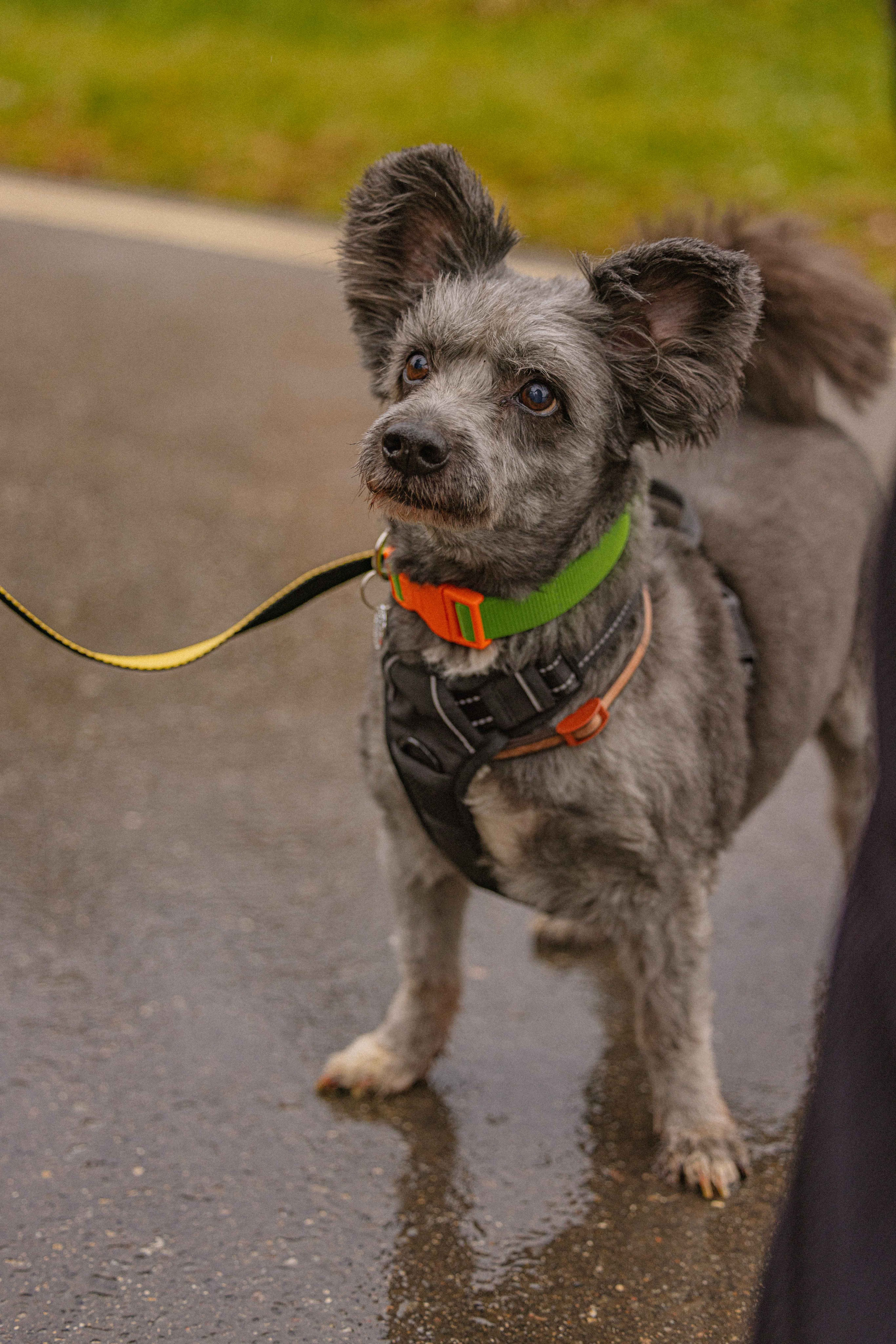 Передержка. Фотограф-анималист в Москве Лера Черноног