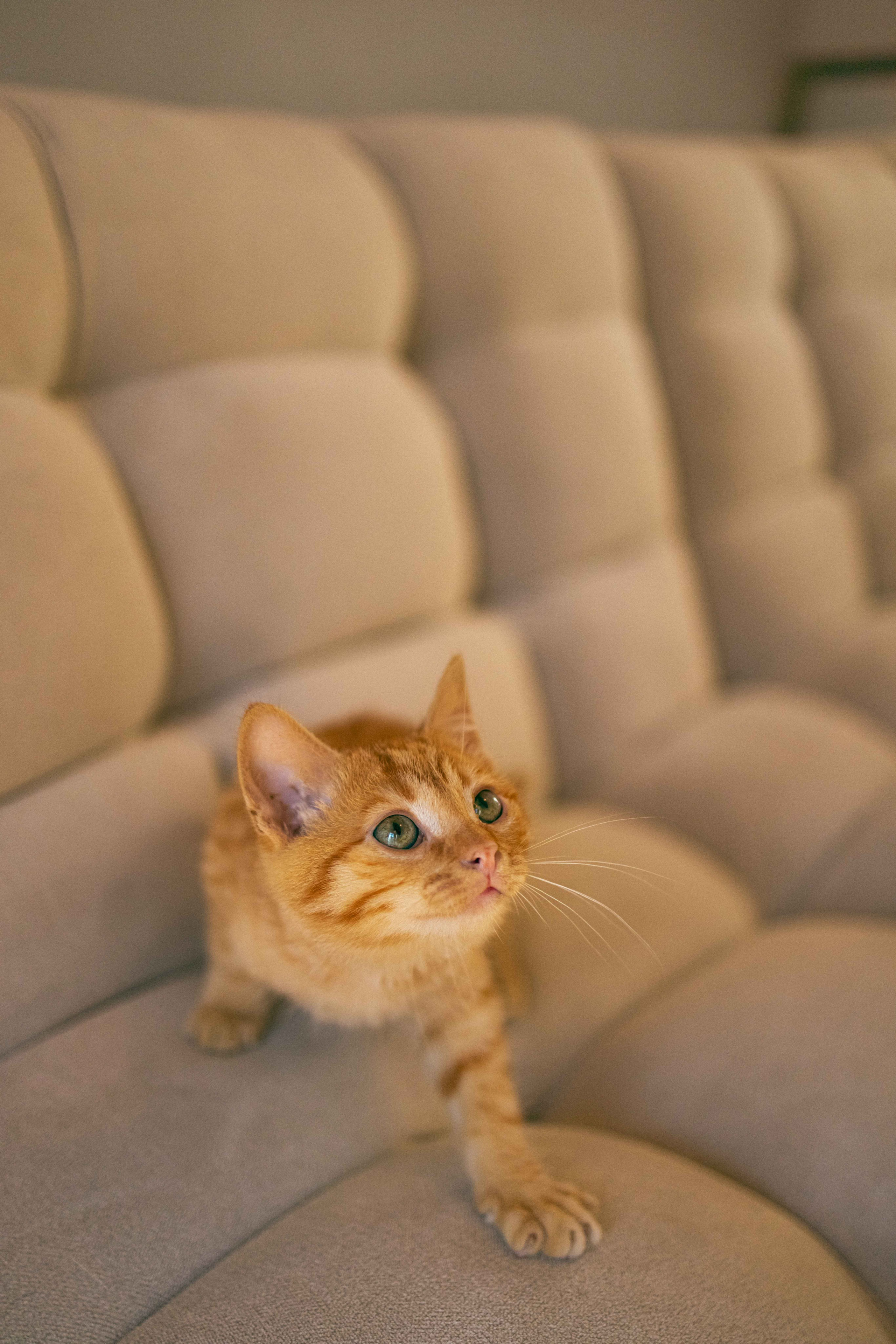 Кускус. Фотограф-анималист в Москве Лера Черноног