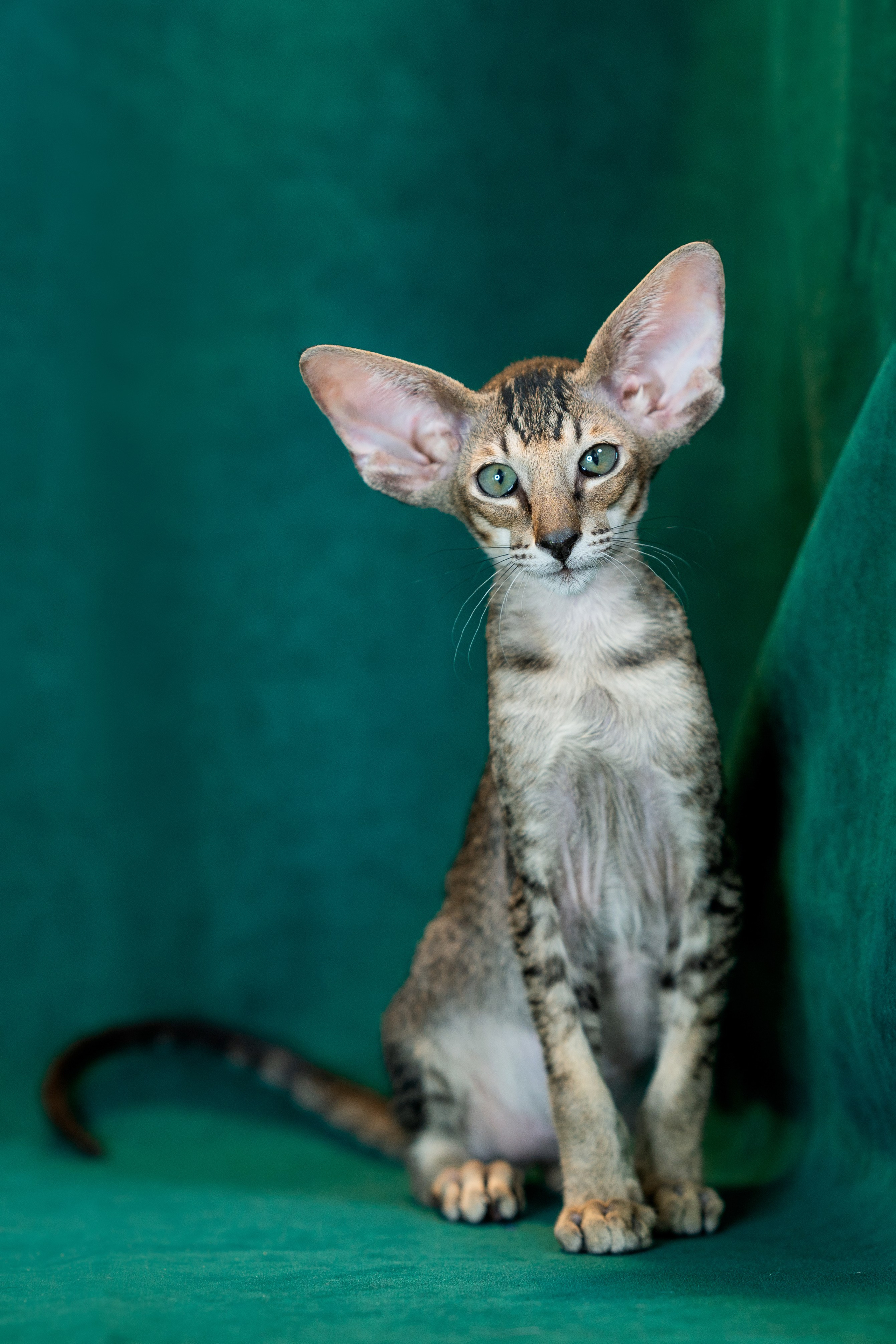 Заводчик Юлия Панова. Творческий фотограф Вологда