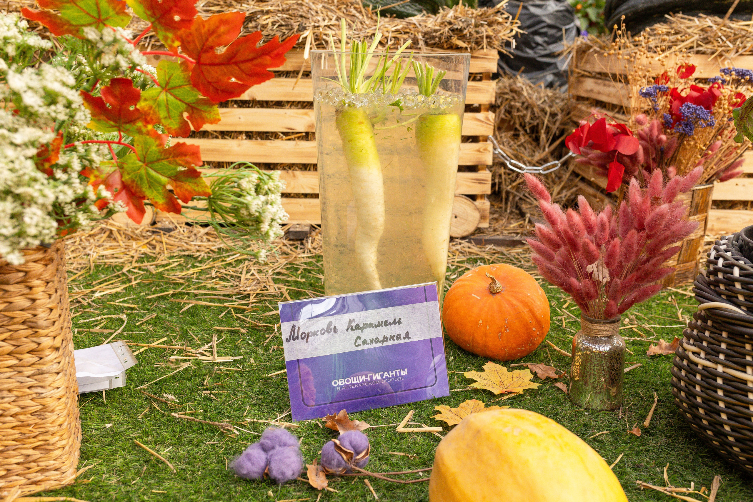 Овощи-гиганты. Александра Куликова фотограф, Москва