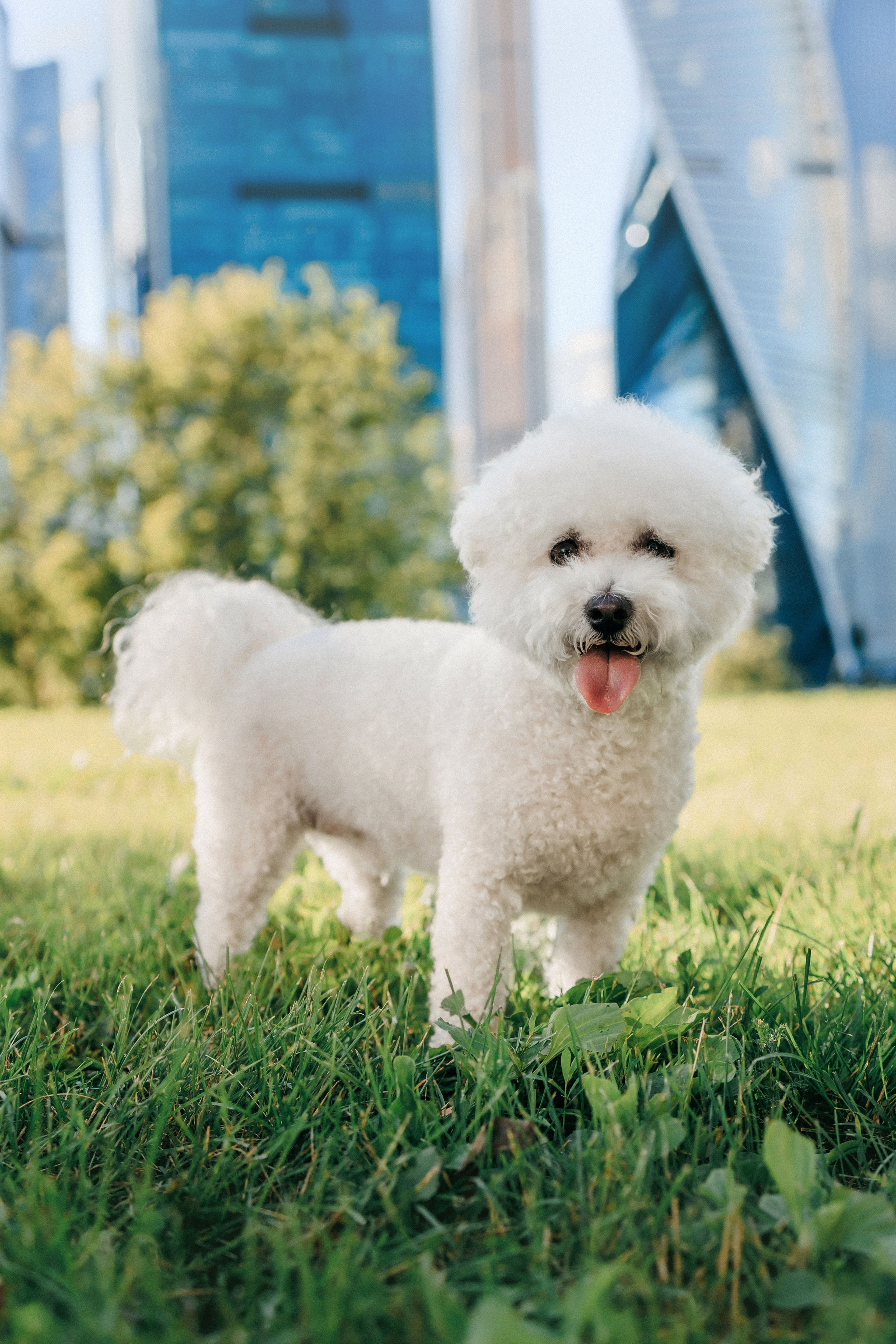 Марина, Данил и Бруно. Фотограф-анималист Елена Радченко, Москва