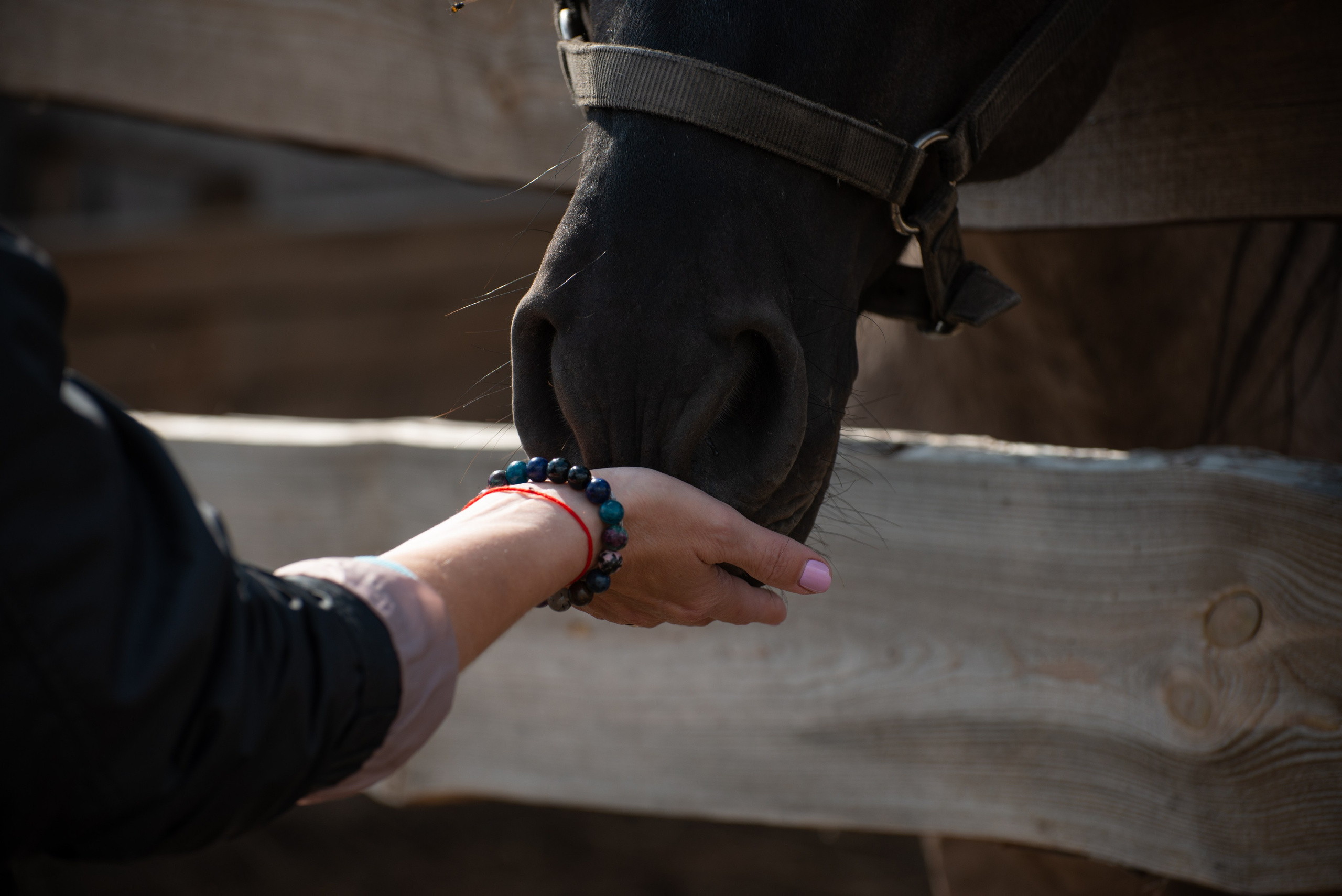 Гости в Родославном. Конный фотограф в Саратове Юлия Иванова