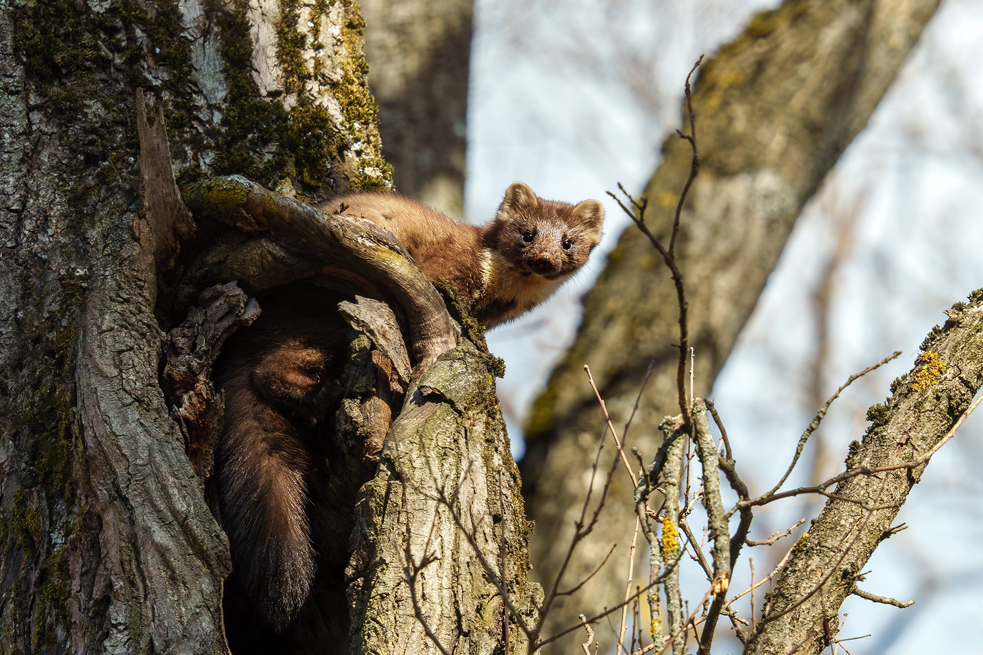 Животные. Ваш личный фотограф Марина Волкова