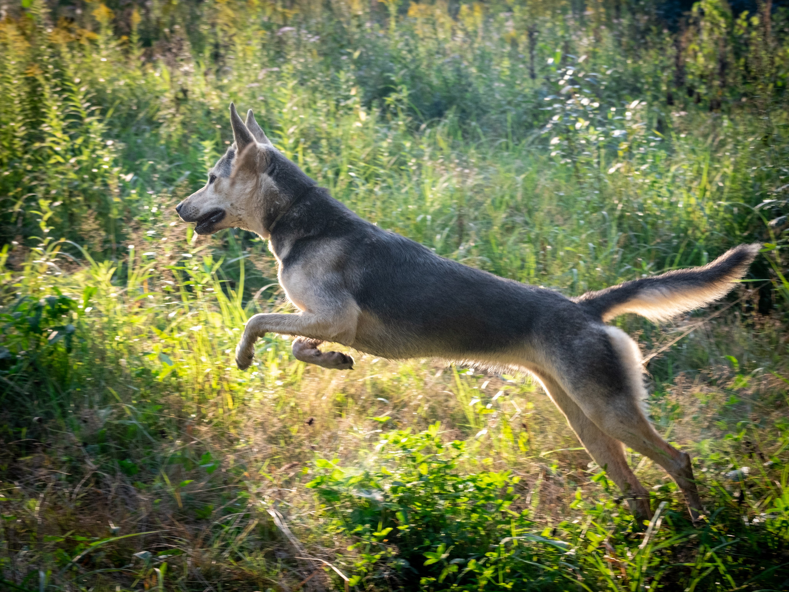 Альфа и Вафля для Екатерины!. Зоофотограф, фотограф животных в Москве и области Дина Дамоцева