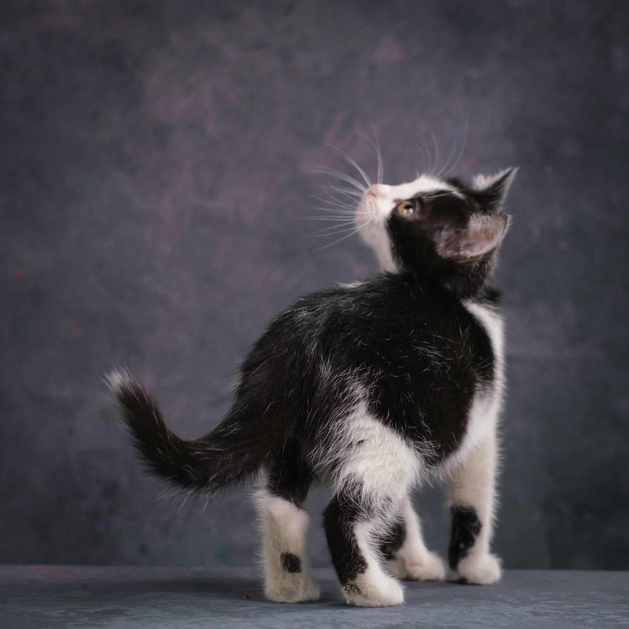 Котята для Ольги. Зоофотограф, фотограф животных в Москве и области Дина Дамоцева