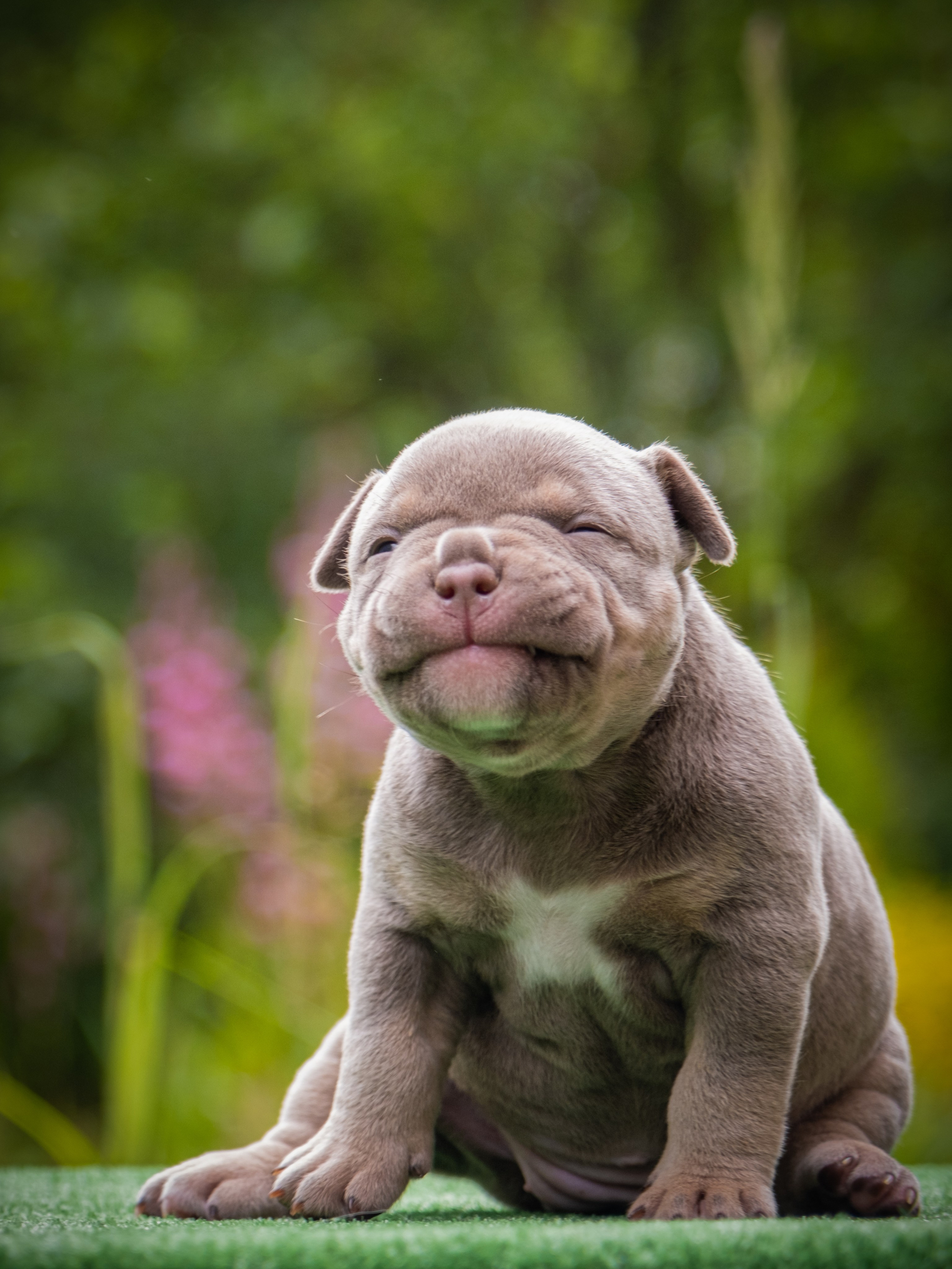 Американские булли для Ирины. Зоофотограф, фотограф животных в Москве и области Дина Дамоцева