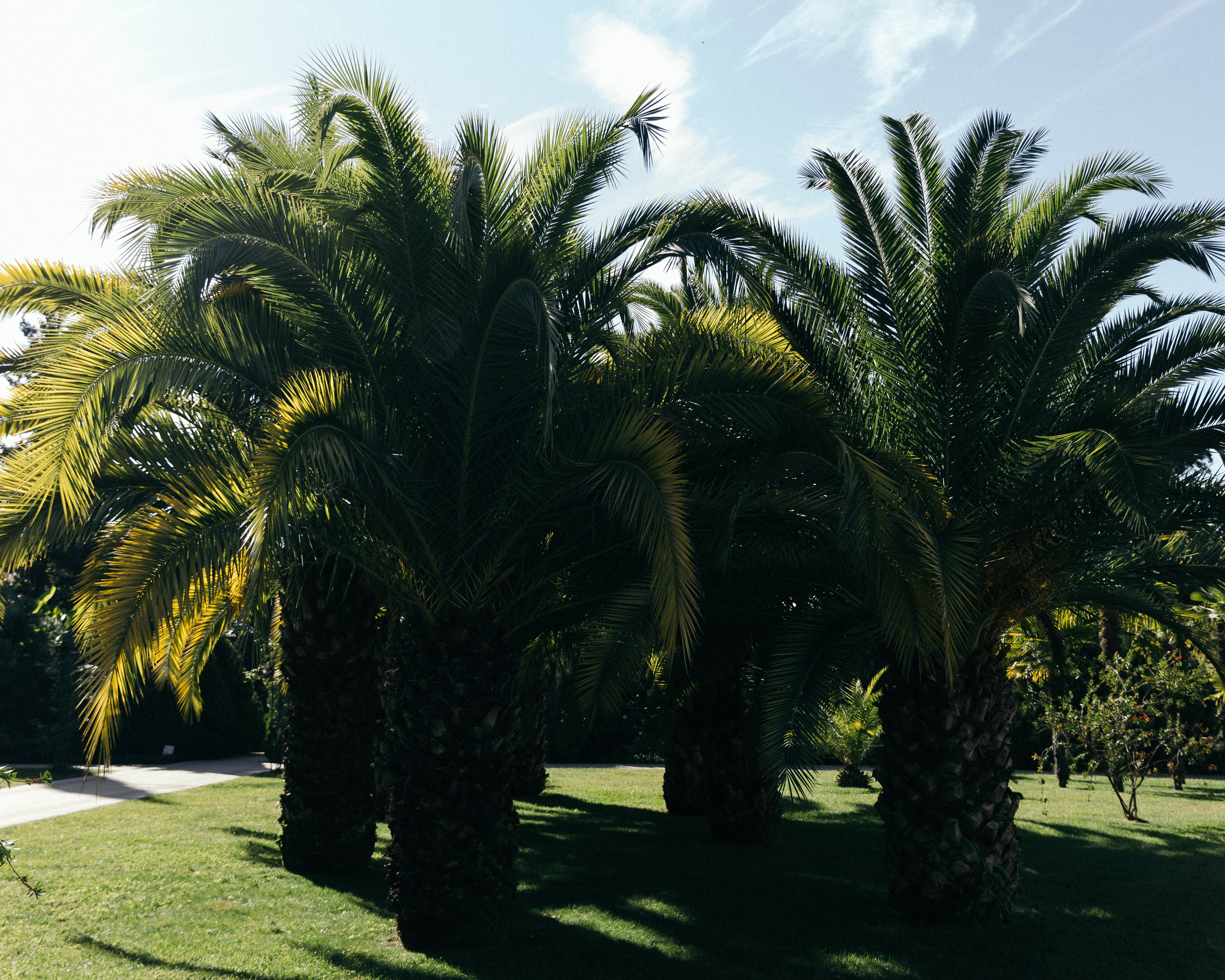 Эмиль и Катя. Свадебный и семейный фотограф в Краснодаре Роман Моско