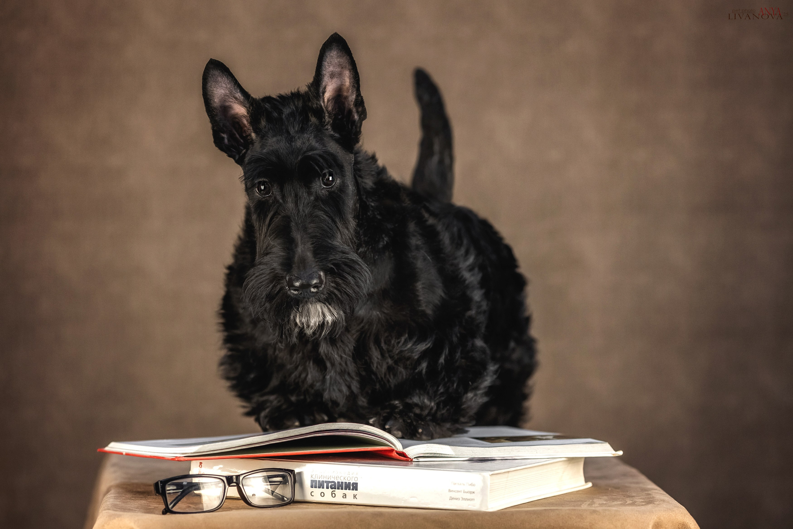 Скотч терьер. Фотограф анималист Аня Ливанова | Рыбинск