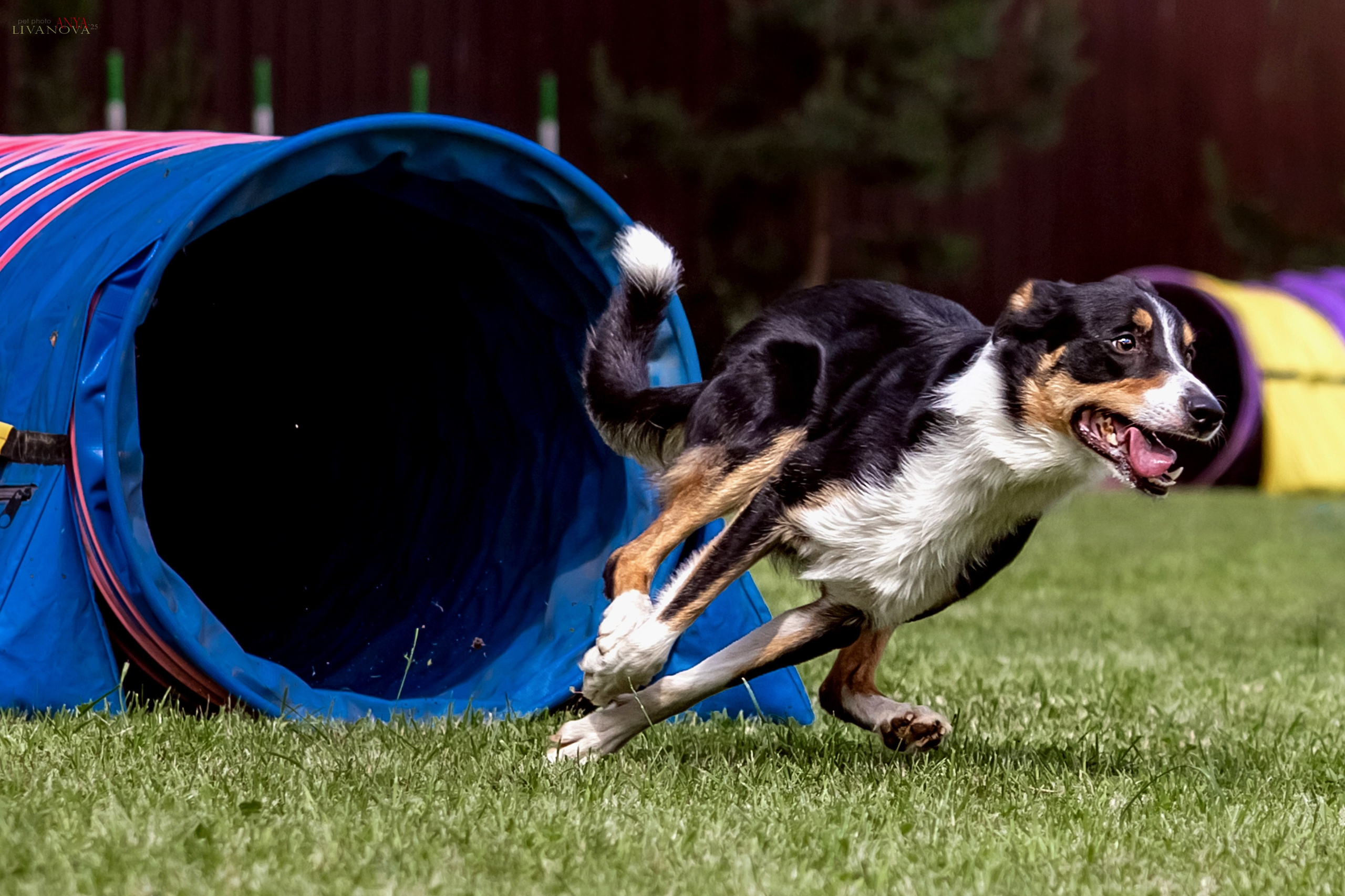 Аджилити Рыбинск. Фотограф анималист Аня Ливанова | Рыбинск