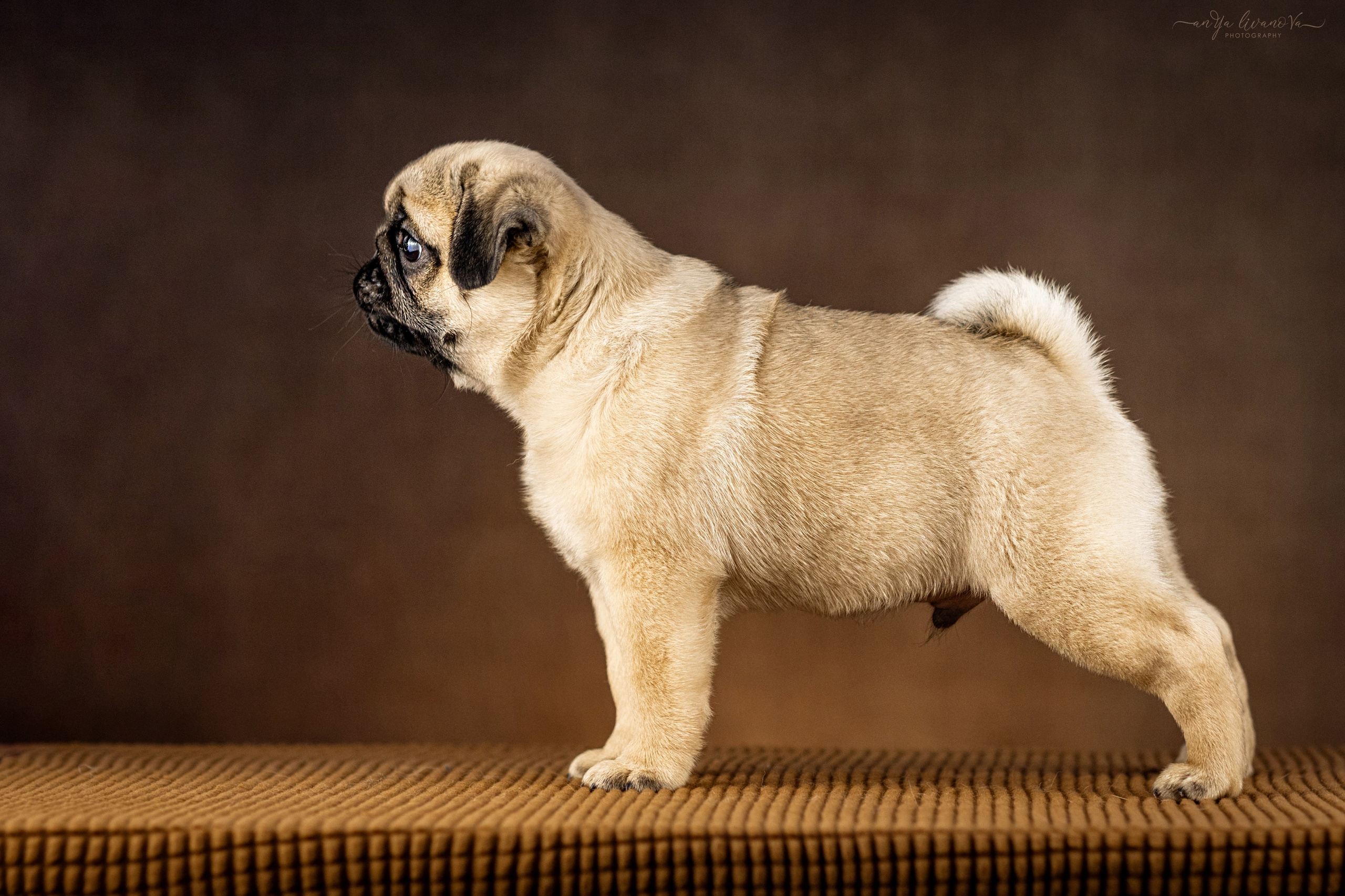 Мопсик. Фотограф анималист Аня Ливанова | Рыбинск