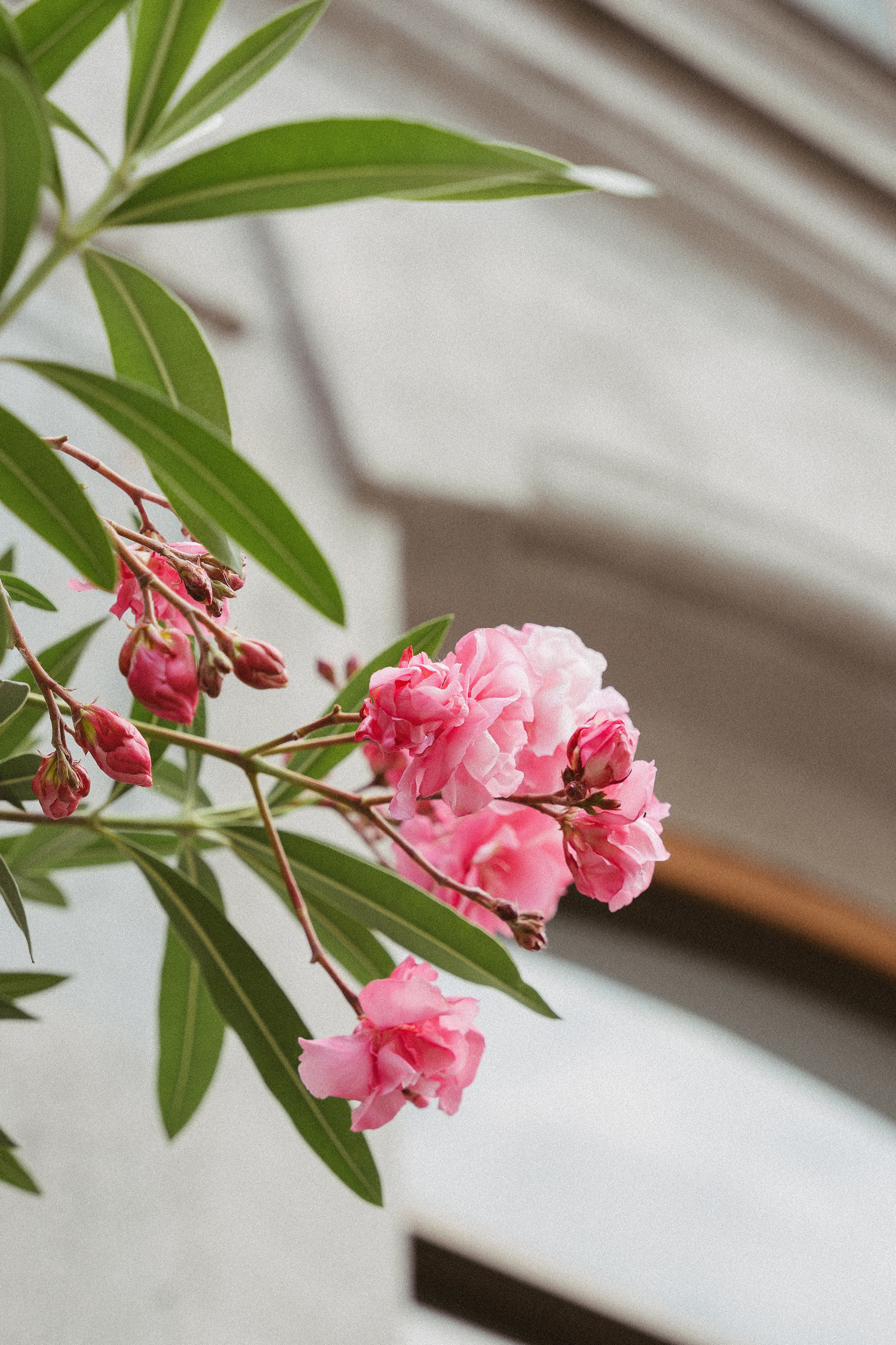 А&О Прогулка + ЗАГС. Свадебный, репортажный, семейный фотограф Елена Брюхова