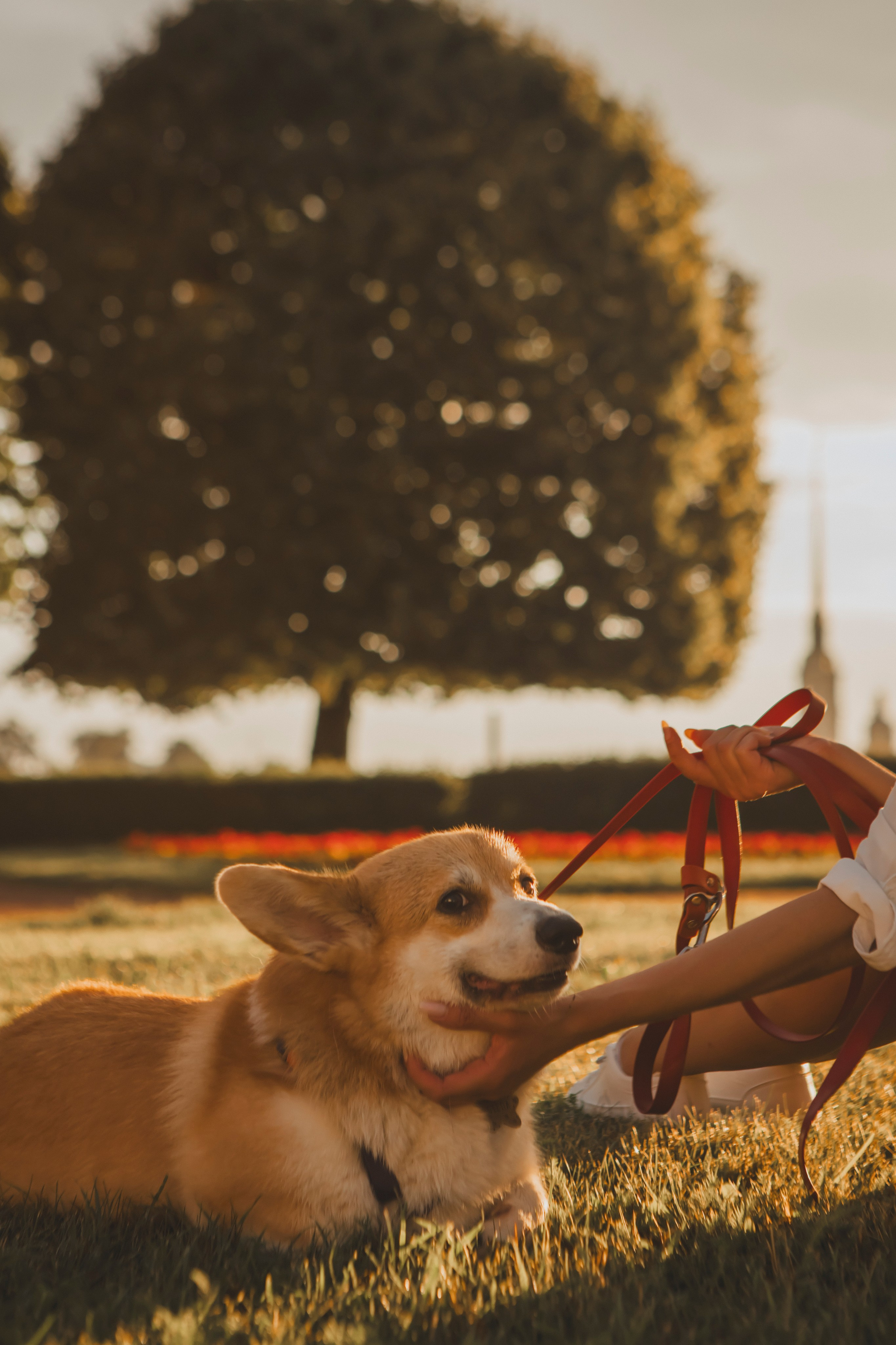 Настя и Стёпа. Фотограф-анималист в Санкт-Петербурге Алина Яхонт