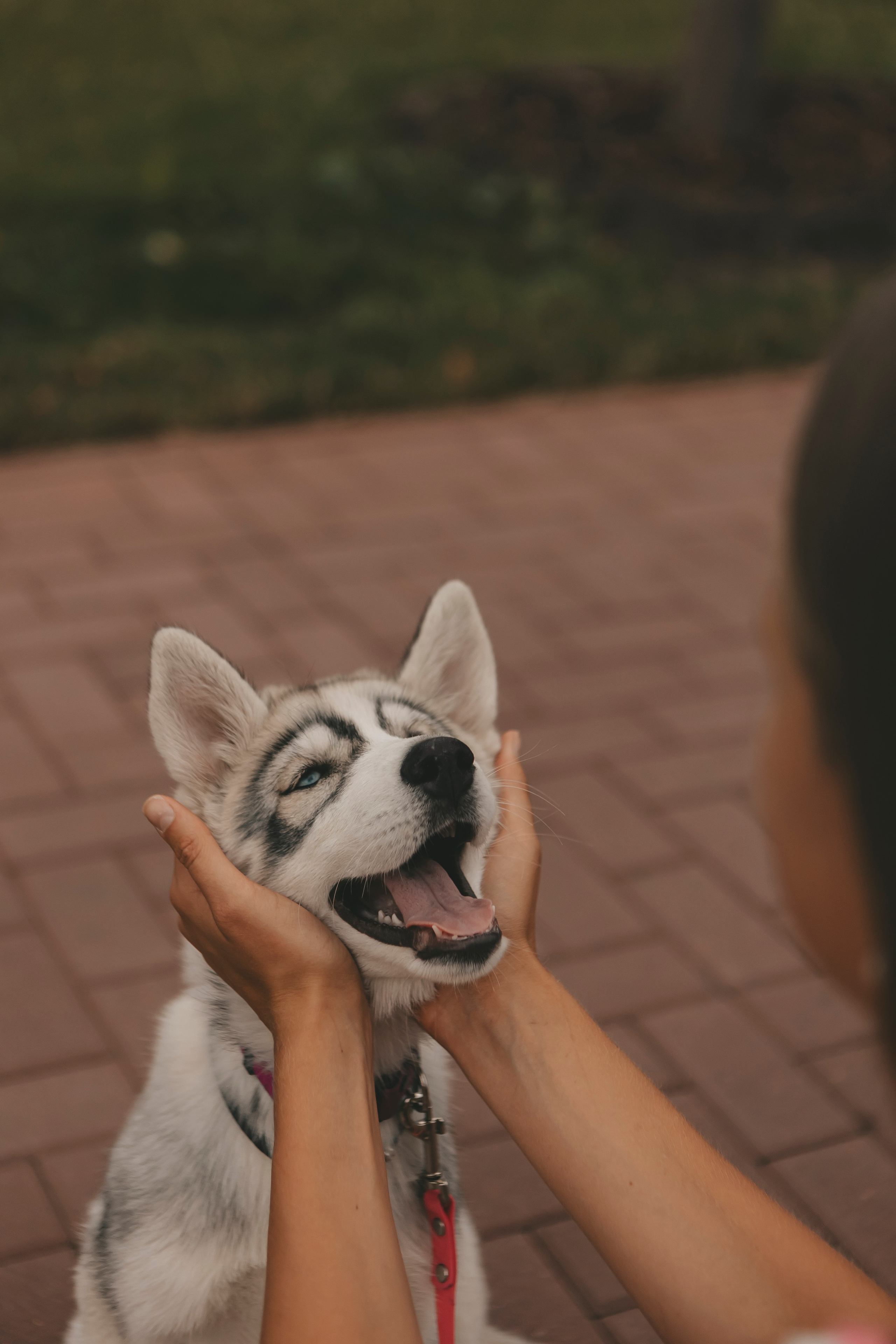 Милана и Белка. Фотограф-анималист в Санкт-Петербурге Алина Яхонт