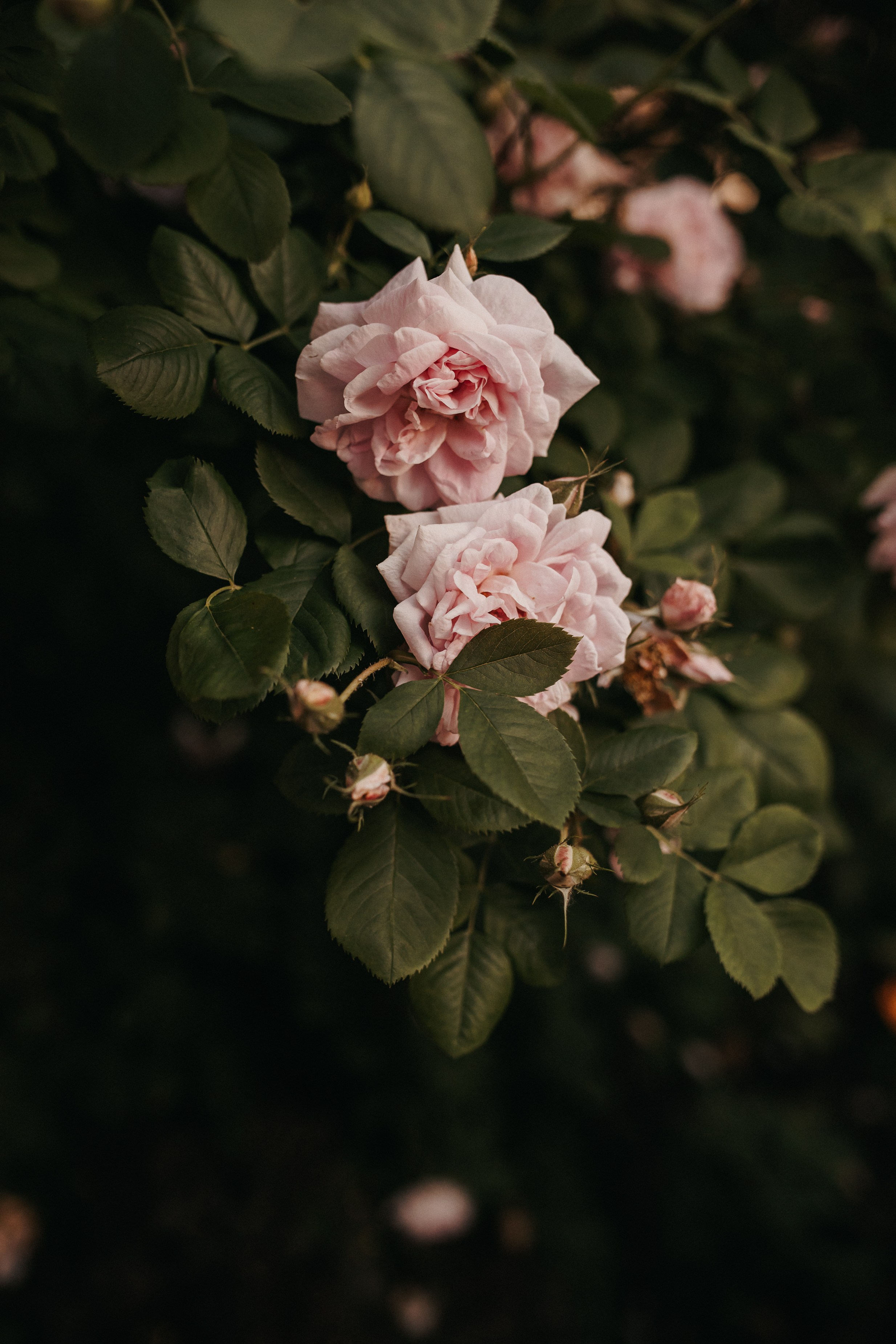 Света с велом. Семейный фотограф Трусова Евгения в Екатеринбурге