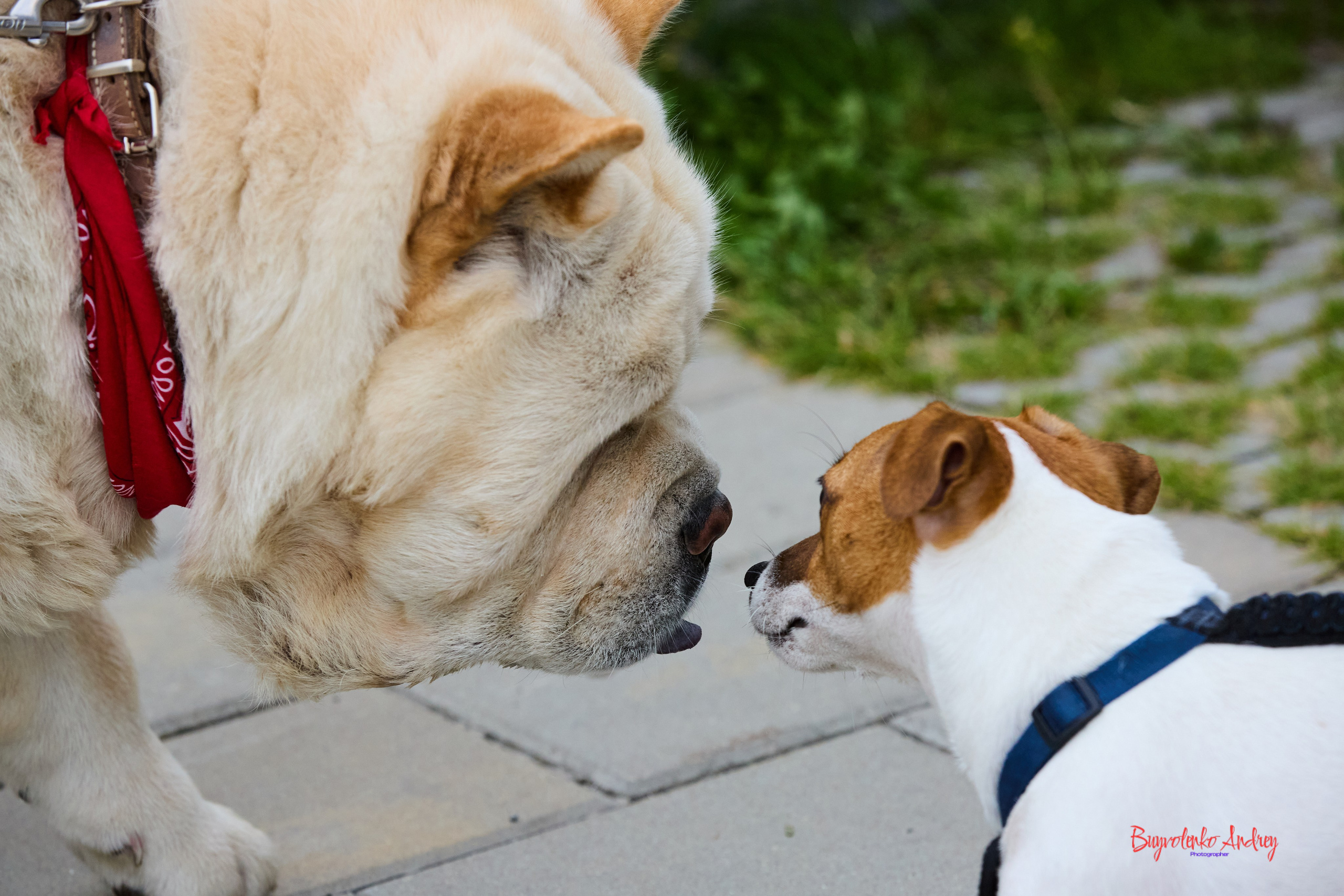 Проект фотопрогулка с хвостиком. Buyvolenko Andrey