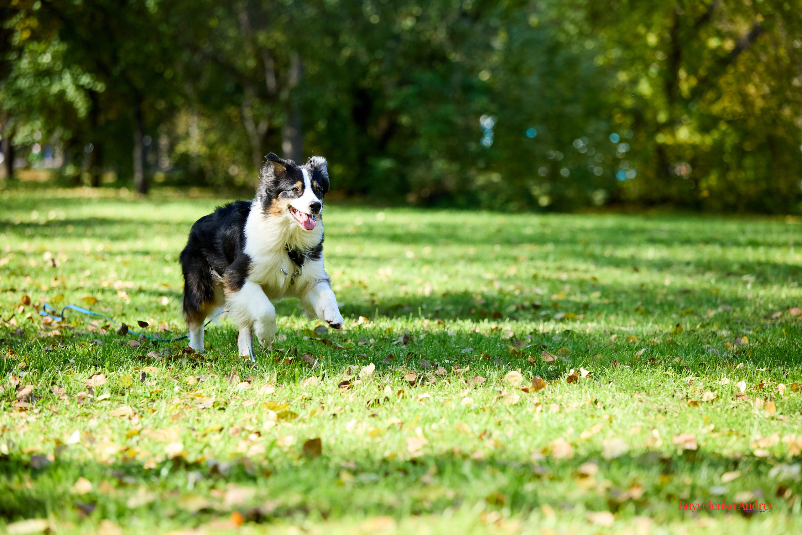 Басенджи и Аусси 21.09.2025. Buyvolenko Andrey