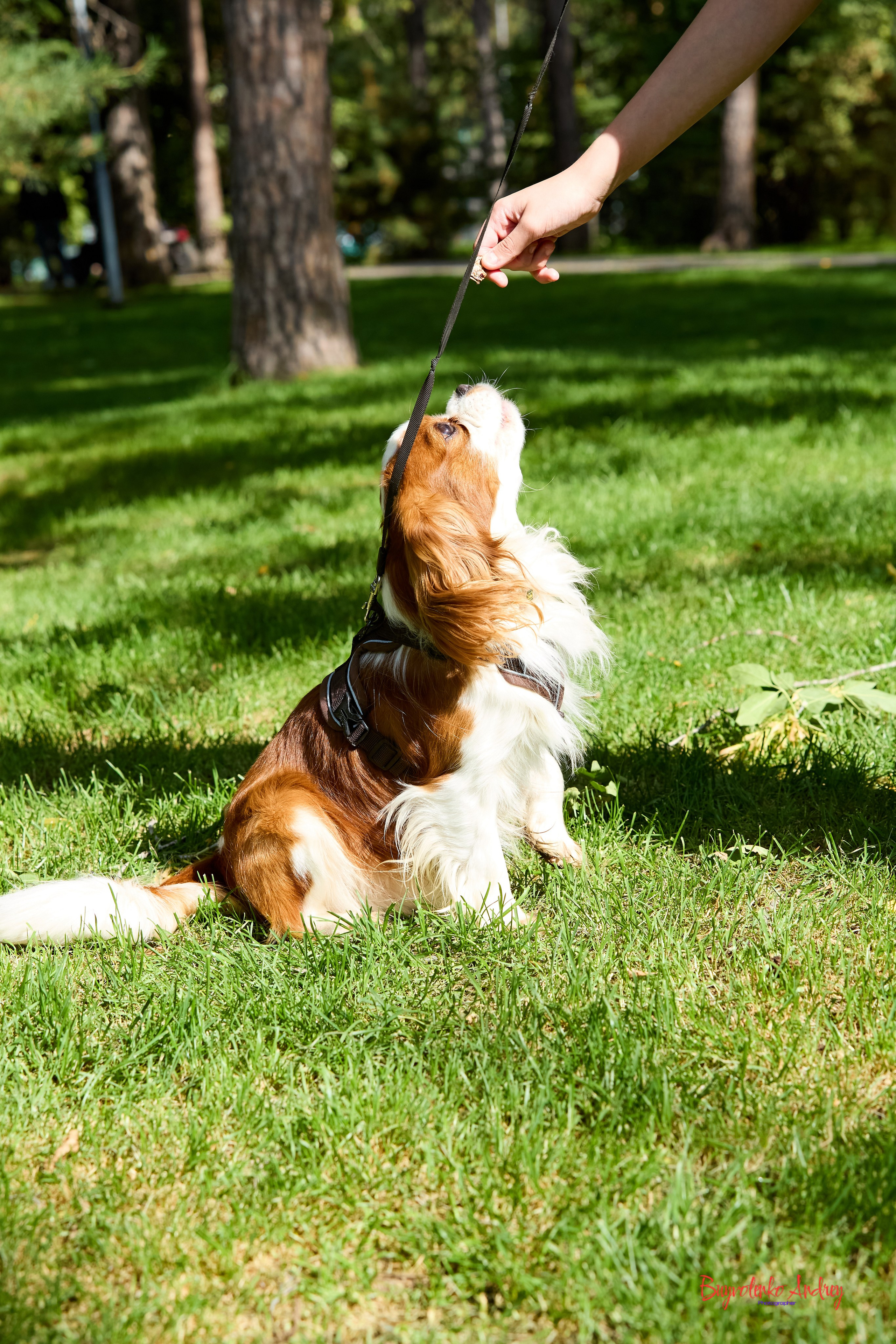 Фотопрогулка с кавалерами. Buyvolenko Andrey