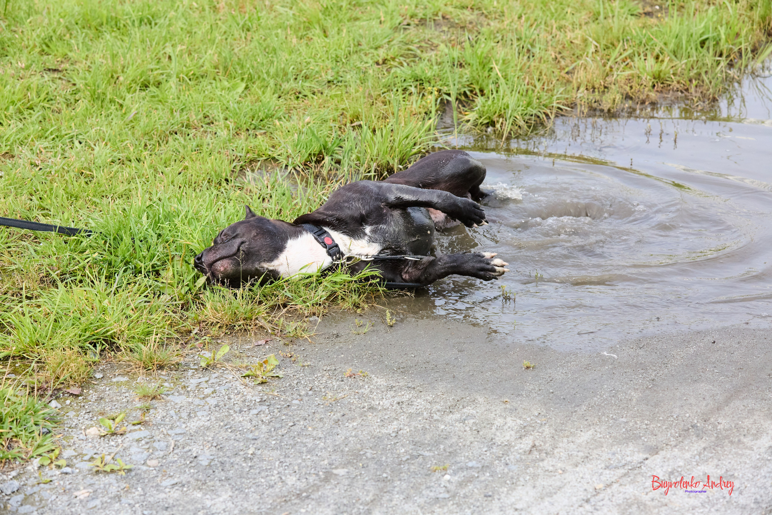 Проект фотопрогулка с хвостиком. Buyvolenko Andrey