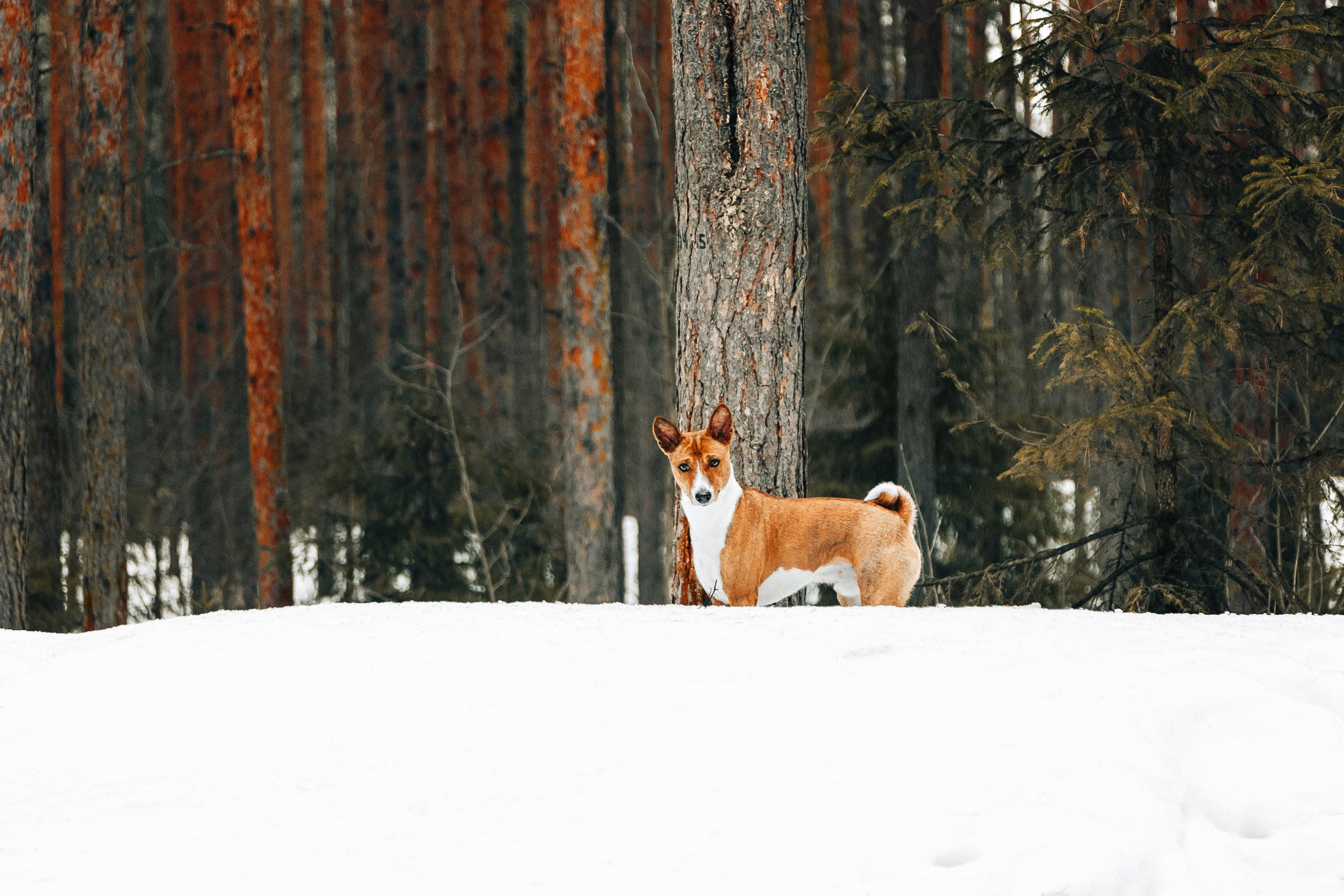 Басенджи Мэнни. Htykk_photo